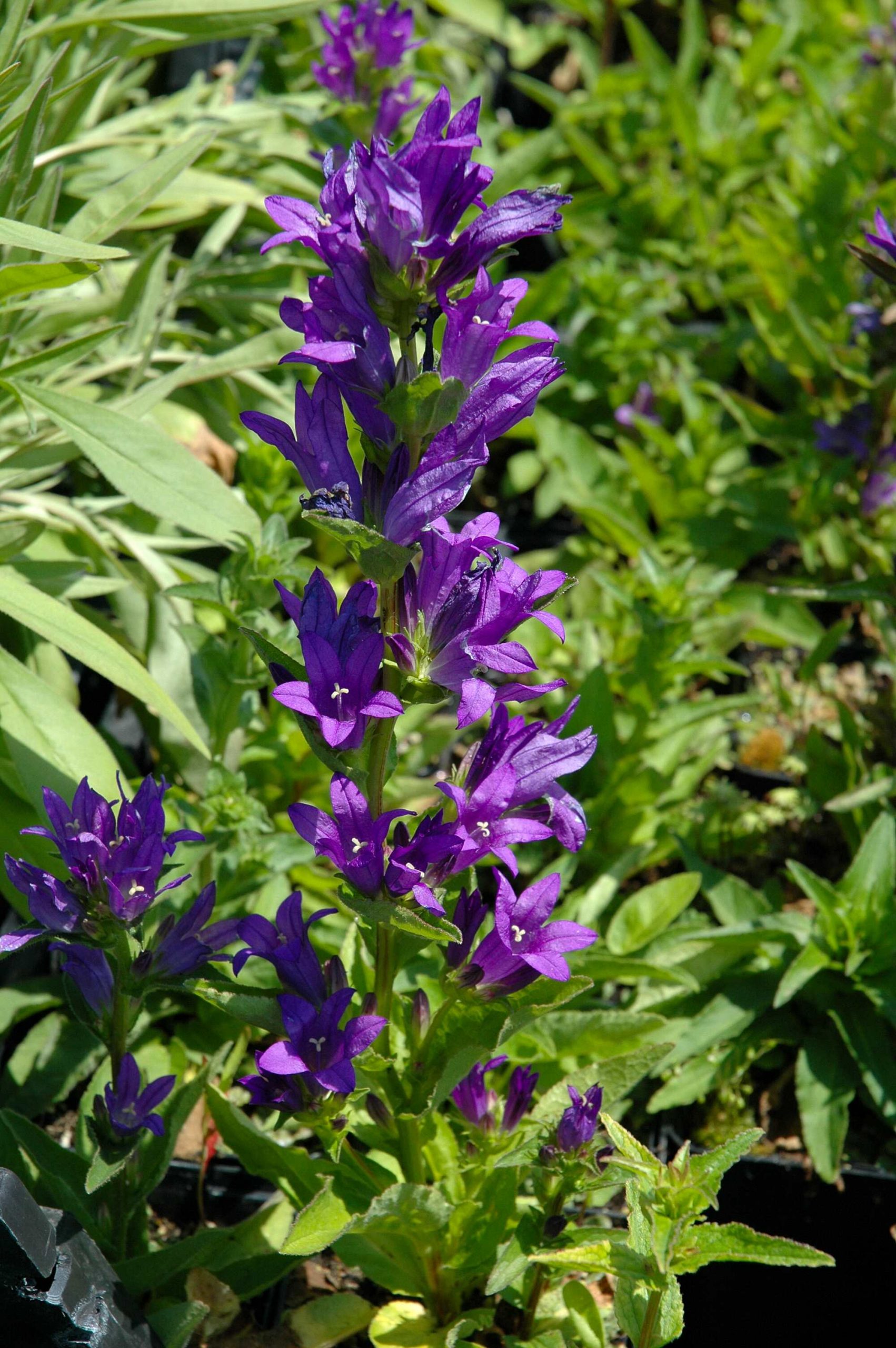 1057_campanula_glomerata_dahurica_XS_001.jpeg