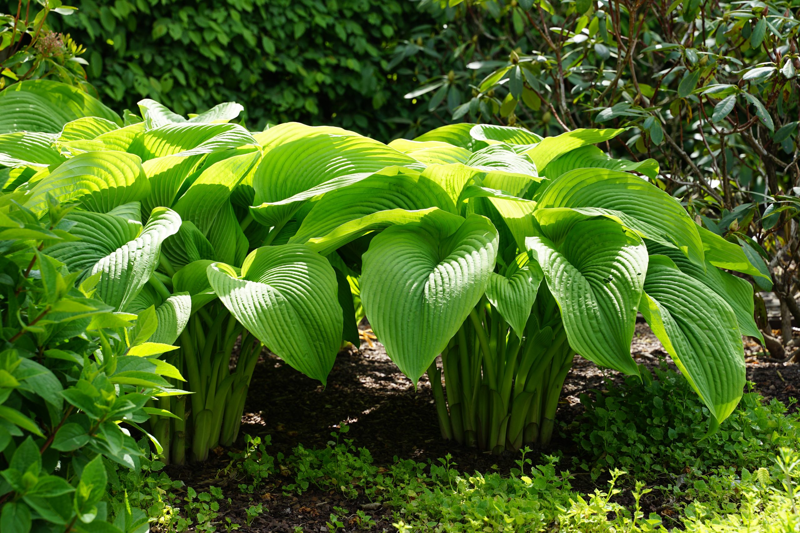 10589_hosta_cultorum_sum_and_substance_SS_007.jpg