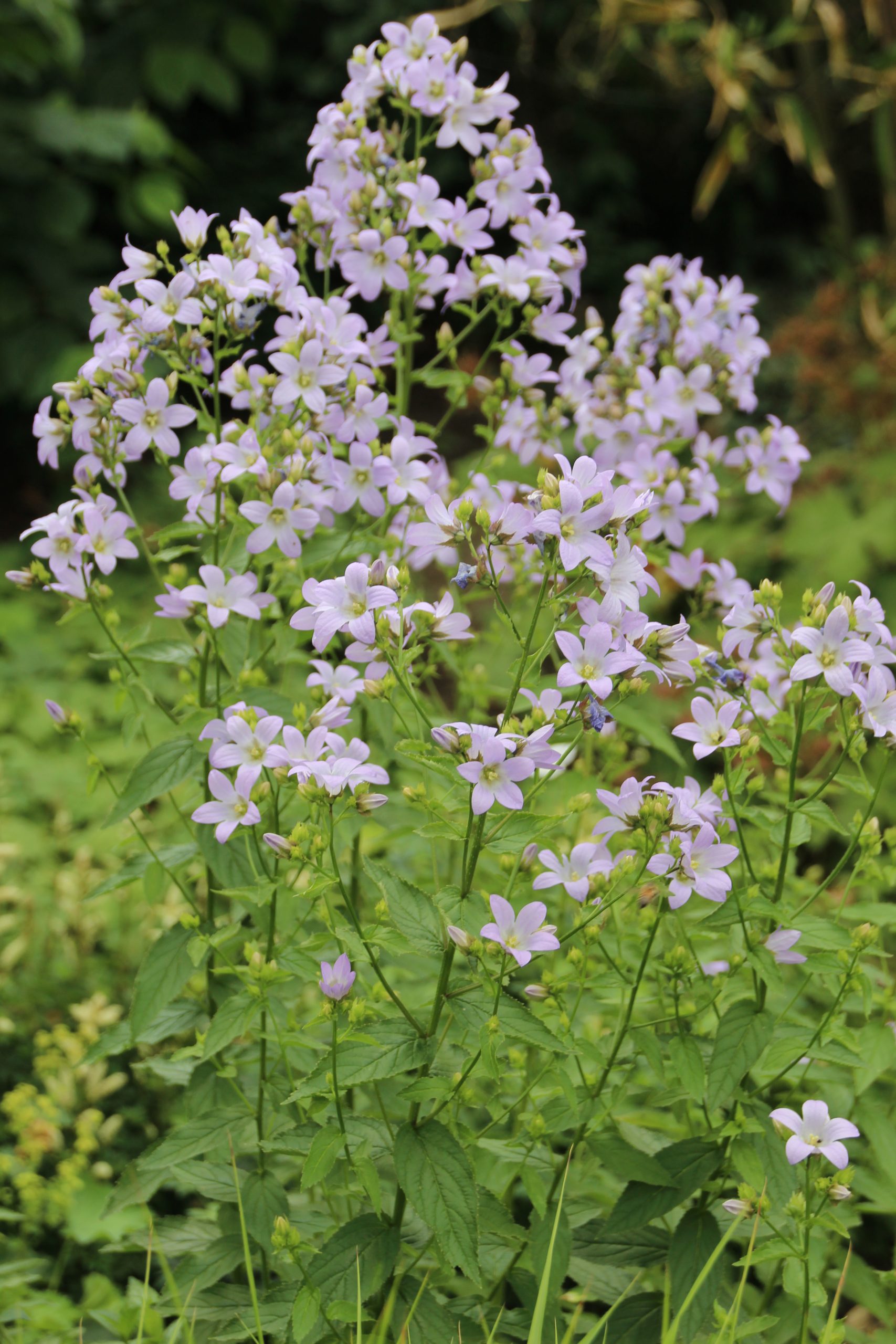 1058_campanula_lactiflora_loddon_anne_SS_001.jpeg