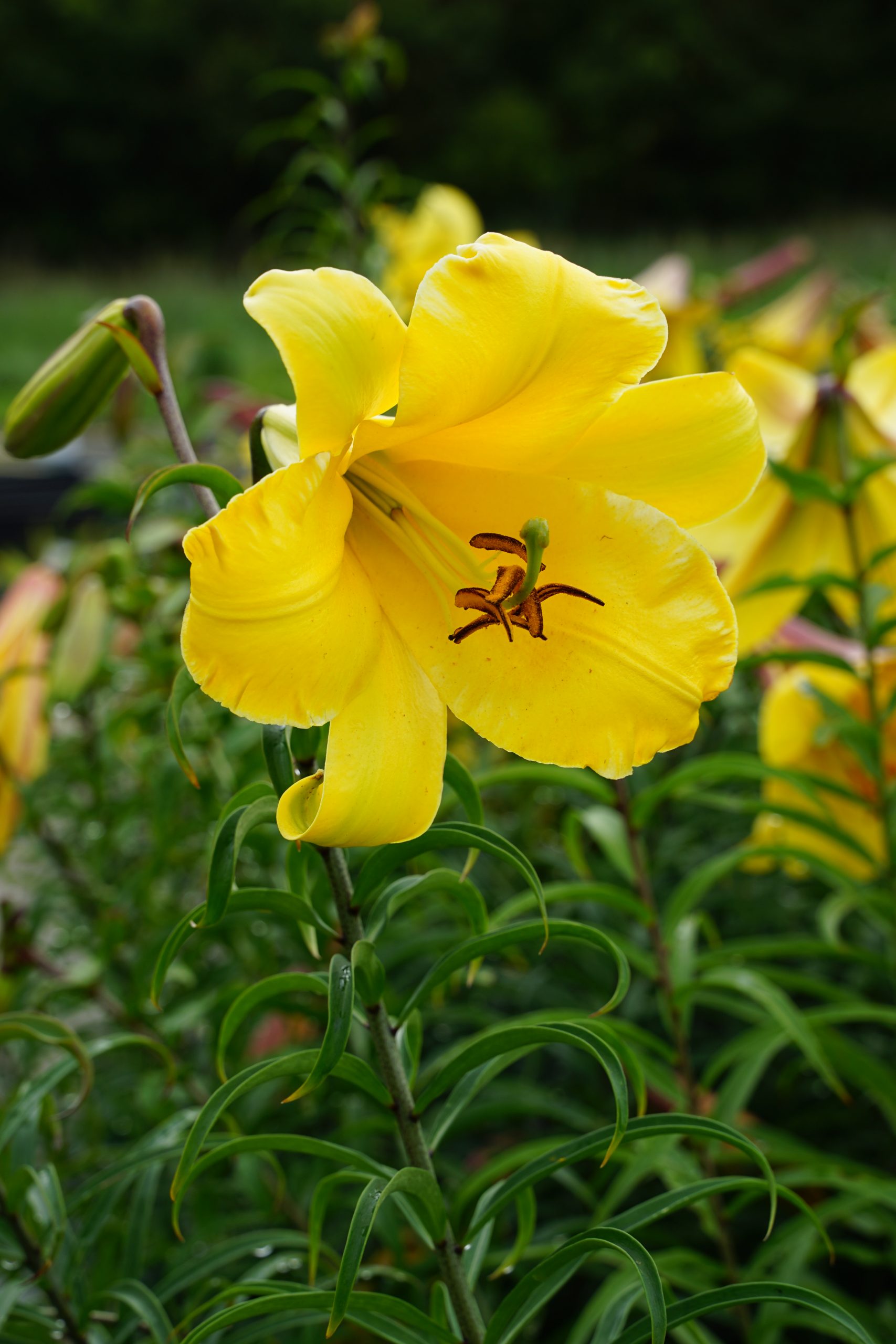 10599_lilium_aureum_golden_splendour_SS_004.jpg