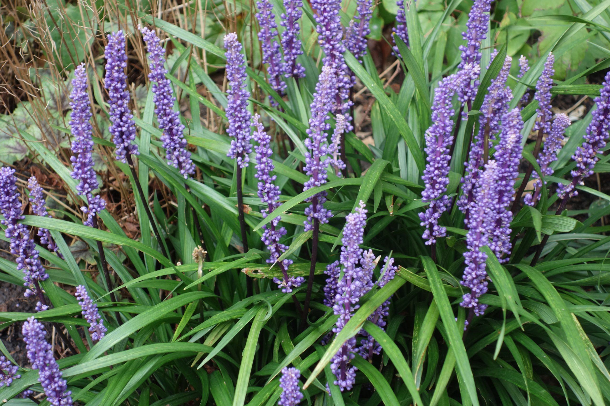 10603_liriope_muscari_big_blue_SS_007.jpg