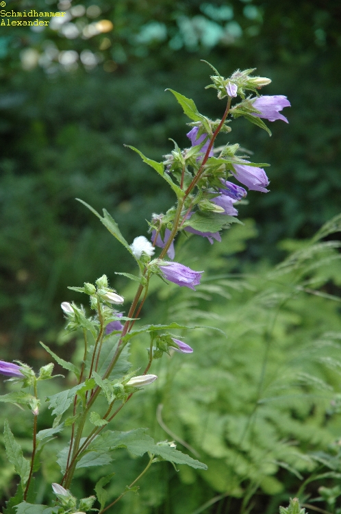 1067_campanula_latifolia_XS_002.jpeg