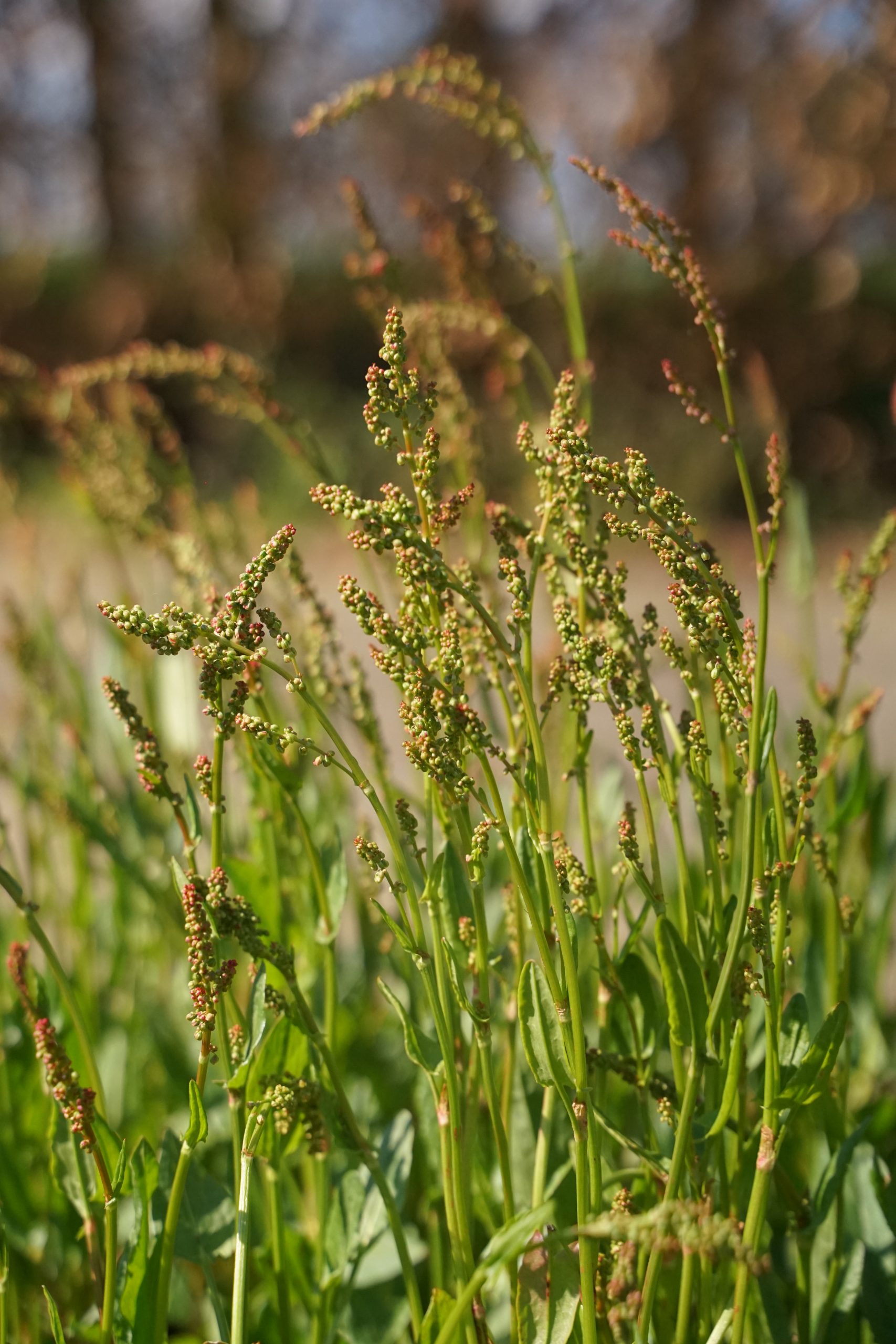 10687_rumex_acetosa_rugosus_SS_003.jpg