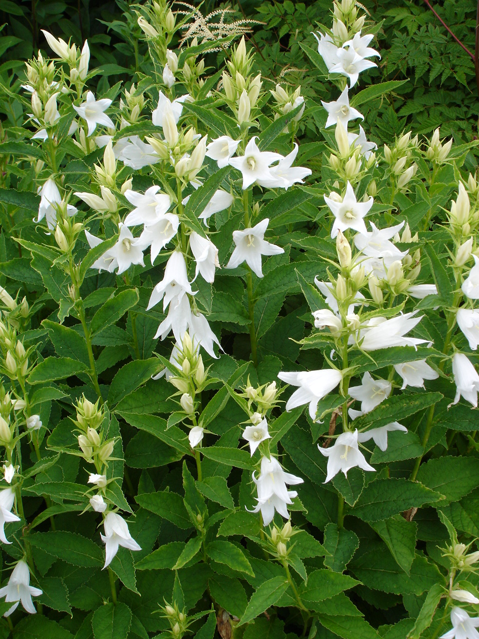 1068_campanula_latifolia_alba_SS_001.jpeg