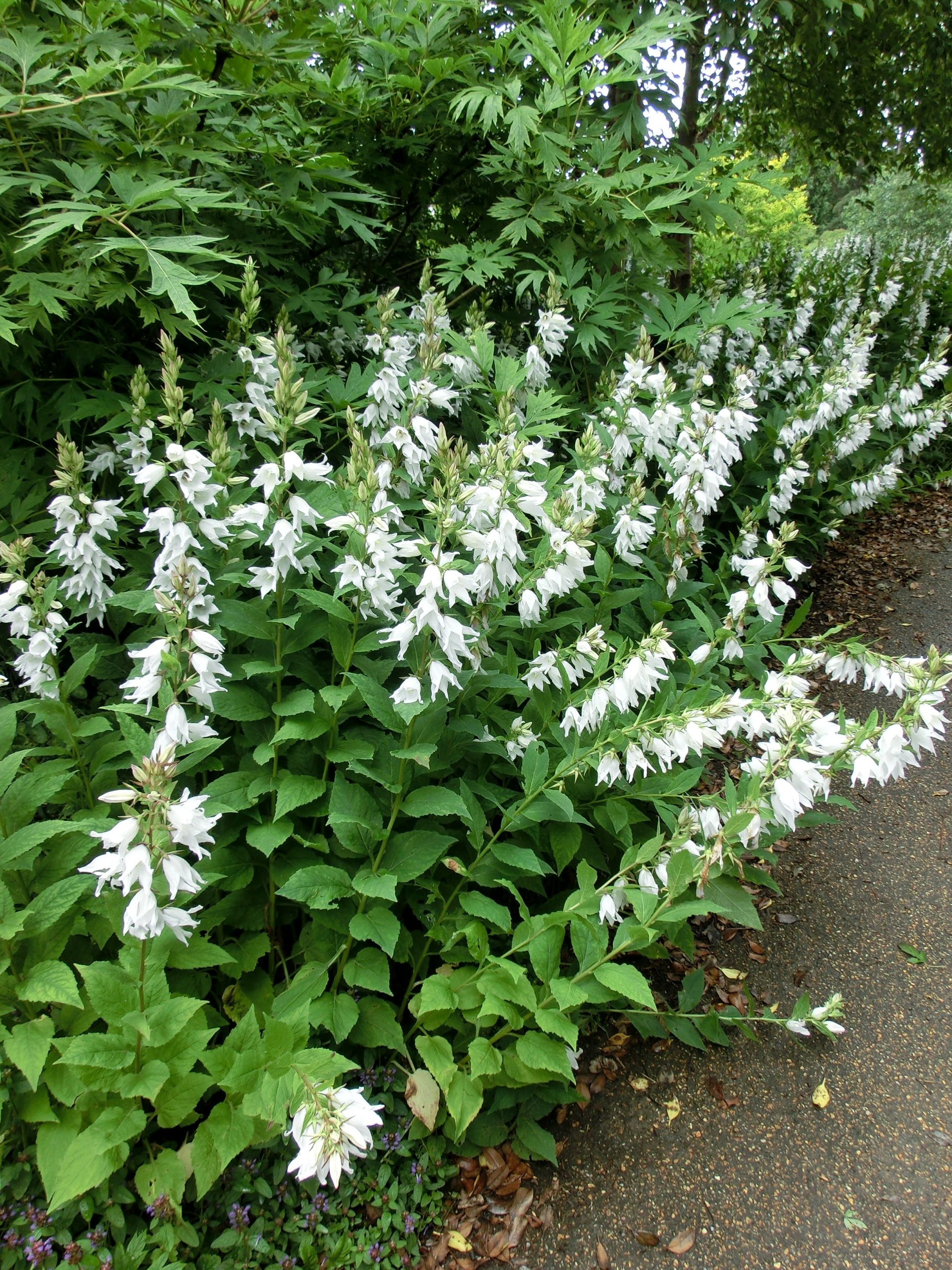 1070_campanula_latifolia_alba_XS_003.jpeg