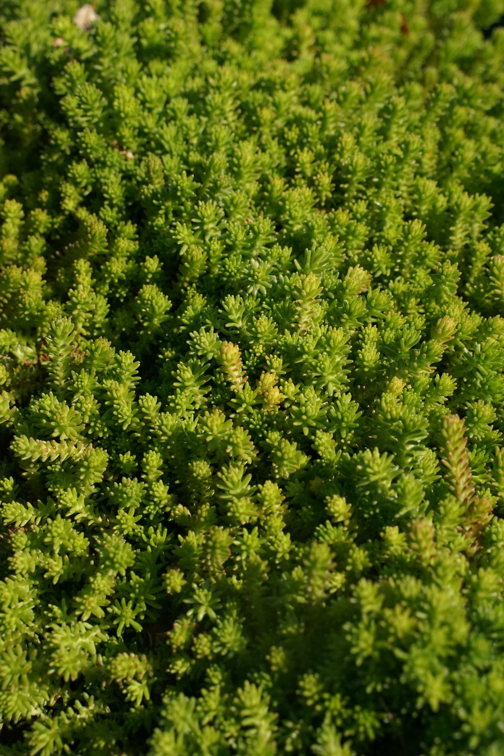 10720_sedum_sexangulare_SS_001-1.jpg
