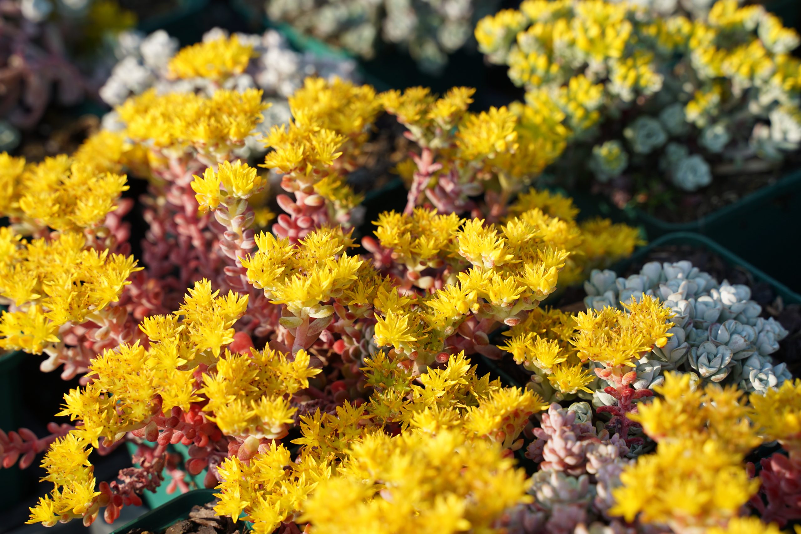 10722_sedum_spathulifolium_cape_blanco_SS_005-1.jpg