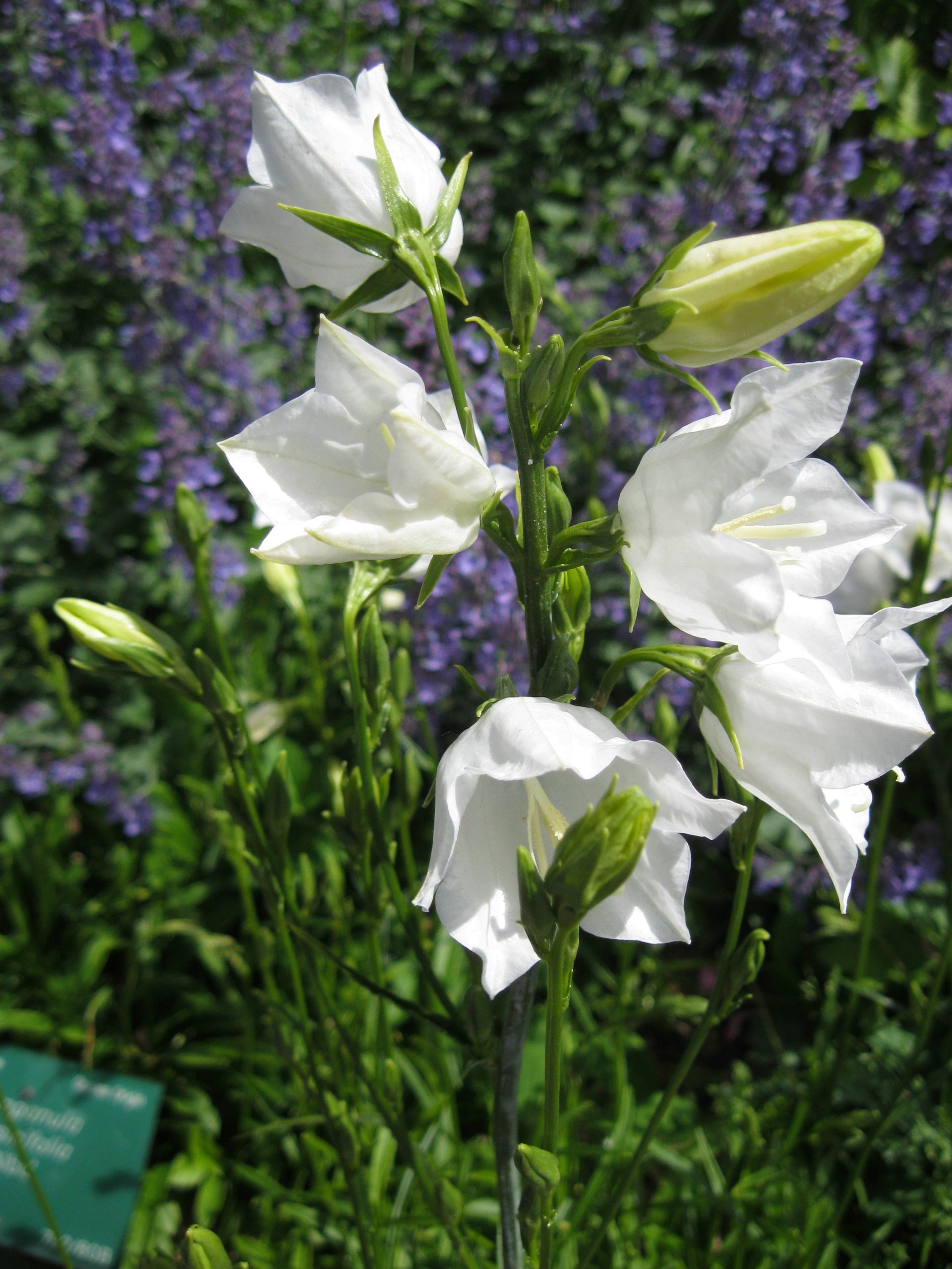 1073_campanula_persicifolia_grandiflora_alba_SS_001.jpeg