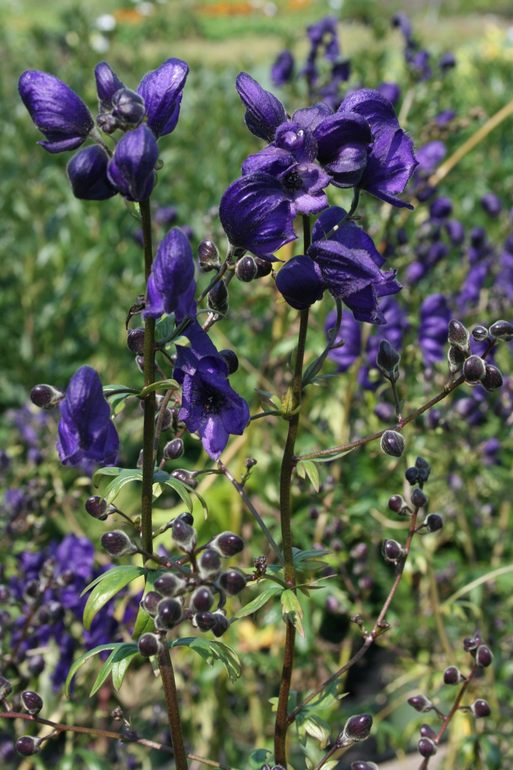 10797_aconitum_henryi_spark_SS_003.jpg