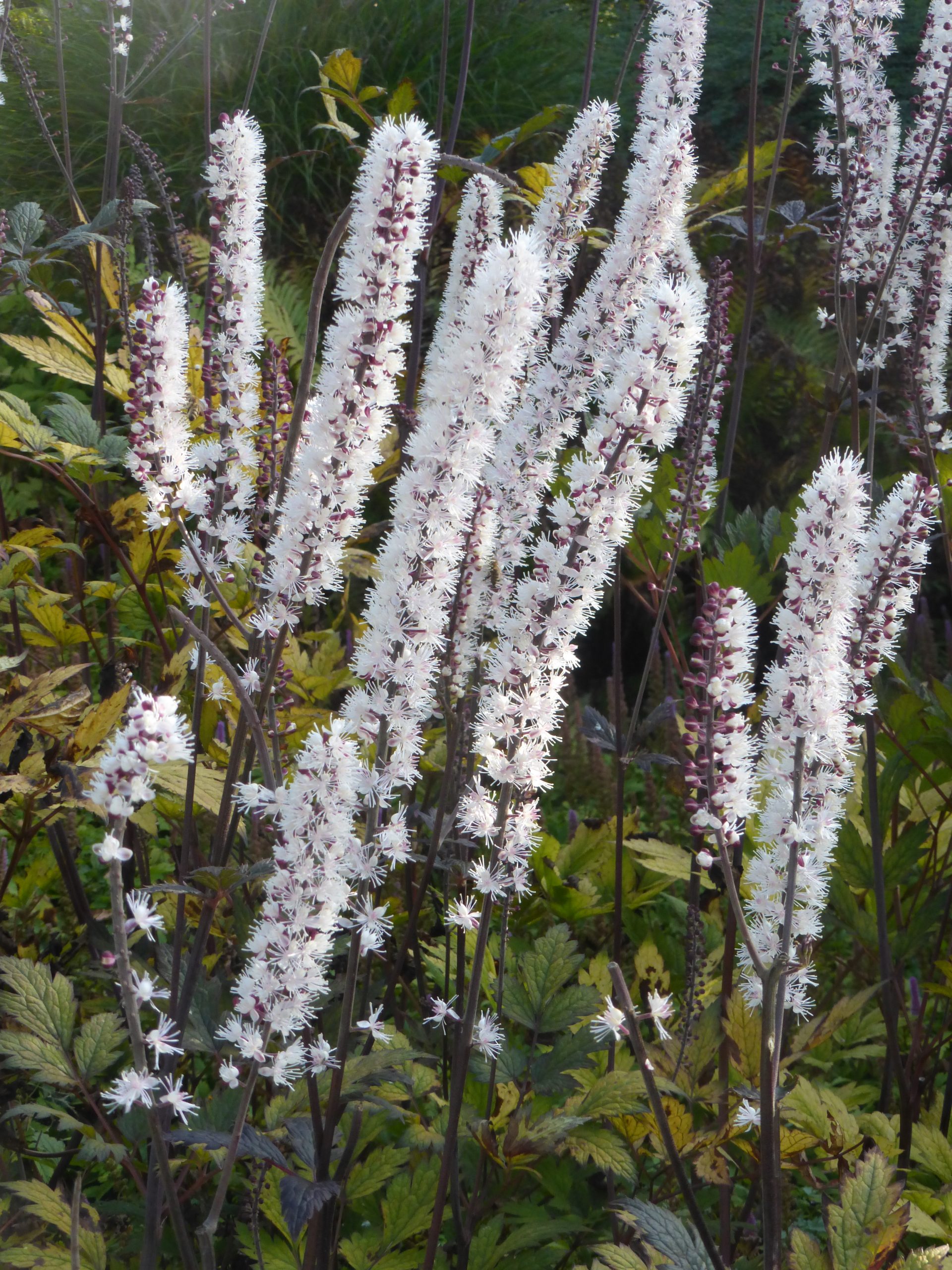 10802_actaea_simplex_atropurpurea_SS_002.jpg