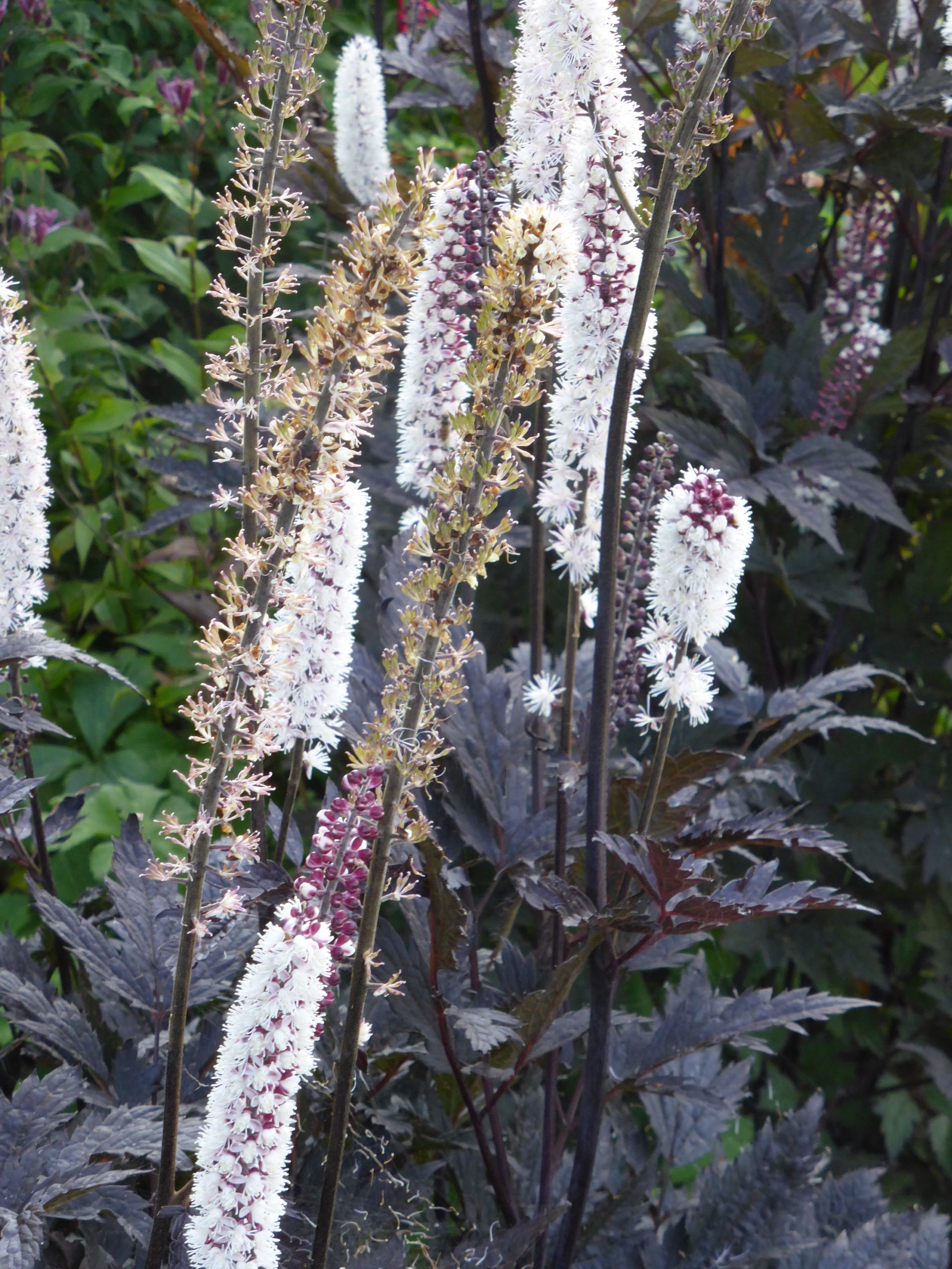 10805_actaea_simplex_pink_spike_SS_003.jpg