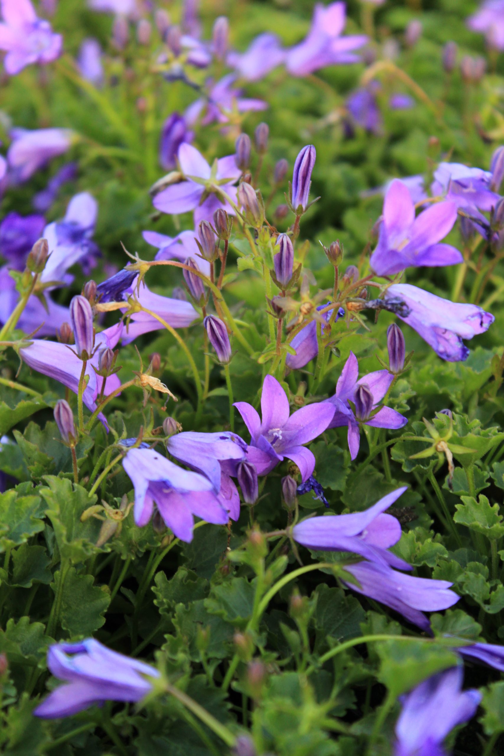 1080_campanula_portenschlagiana_birch_SS_001.jpeg