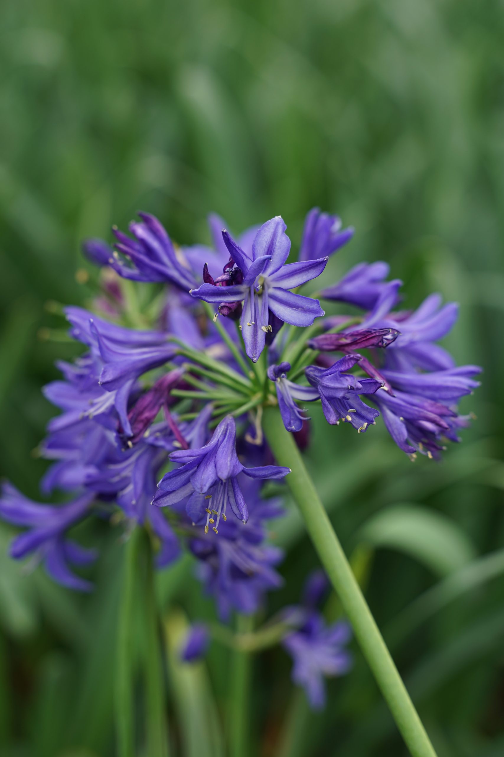 10814_agapanthus_africanus_northern_star_SS_004.jpg