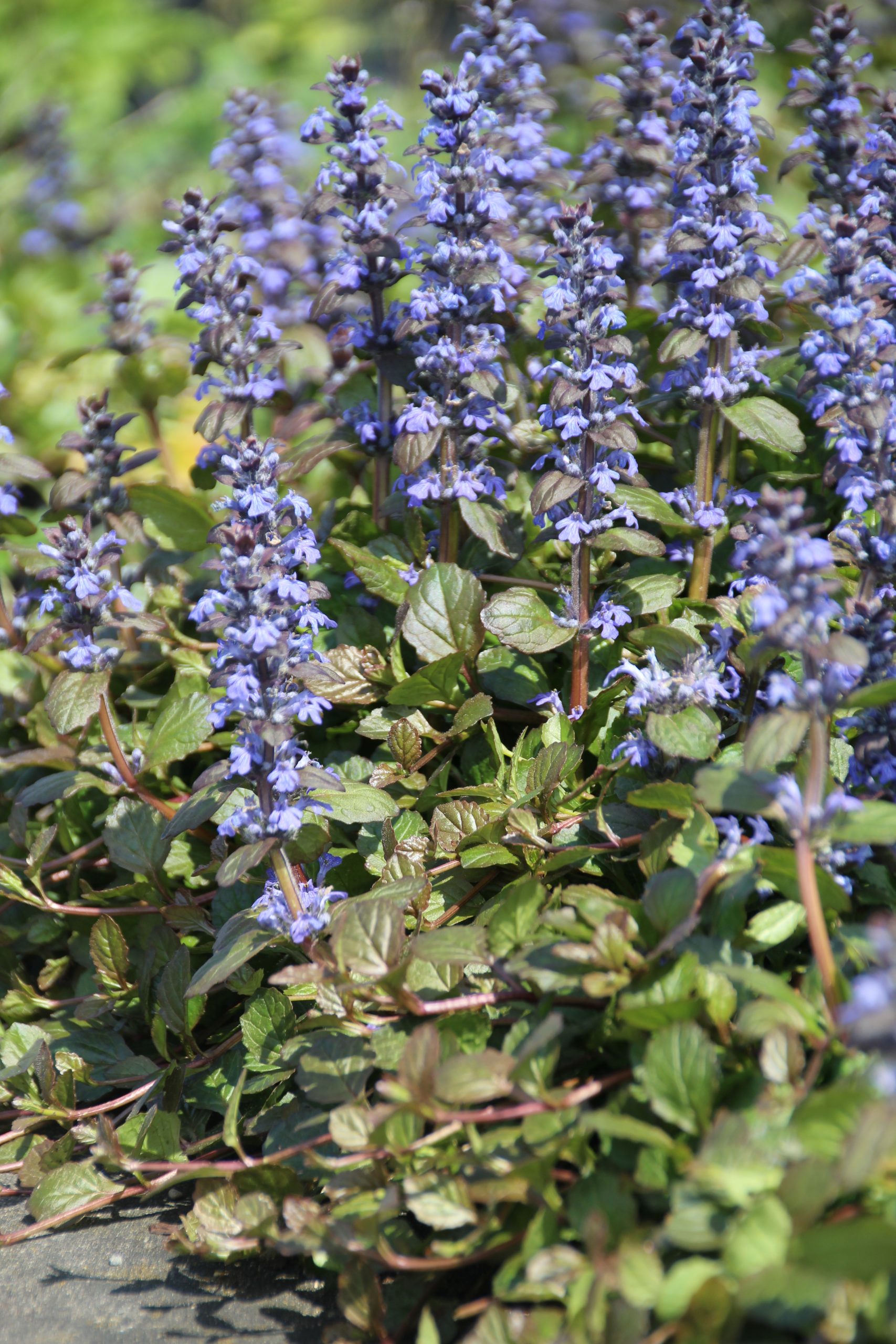 10819_ajuga_reptans_braunherz_SS_004.jpg