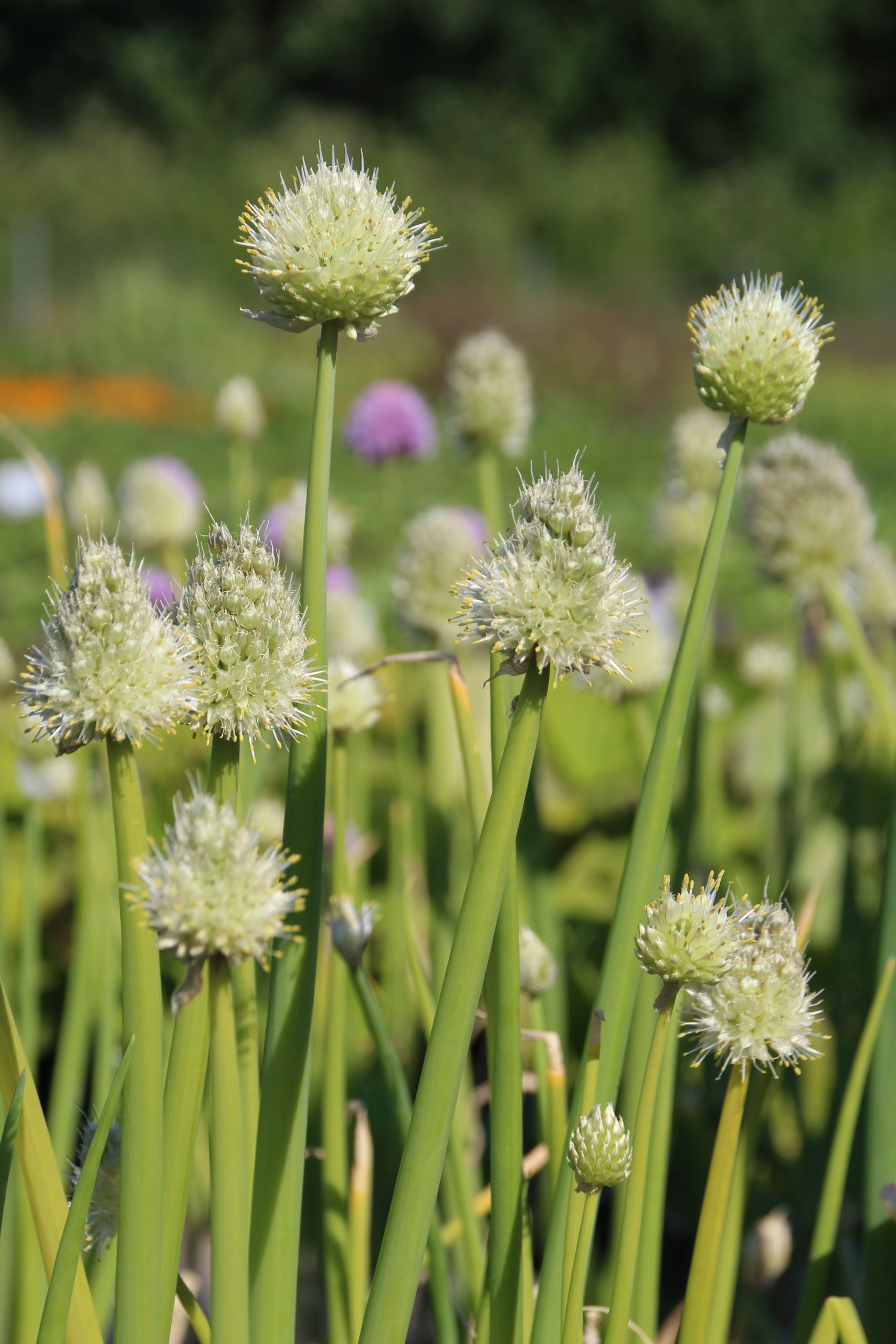 10837_allium_fistulosum_SS_005.jpg