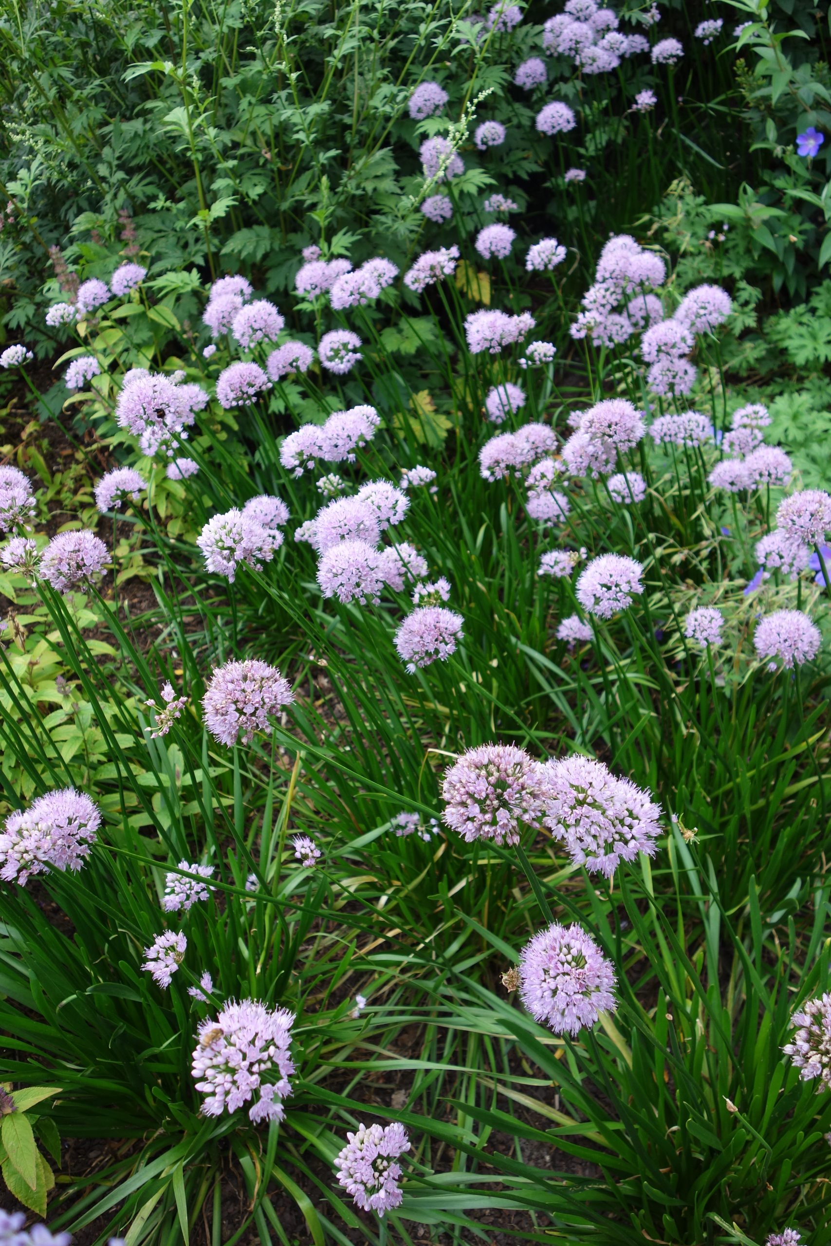 10842_allium_senescens_pink_planet_SS_005.jpg