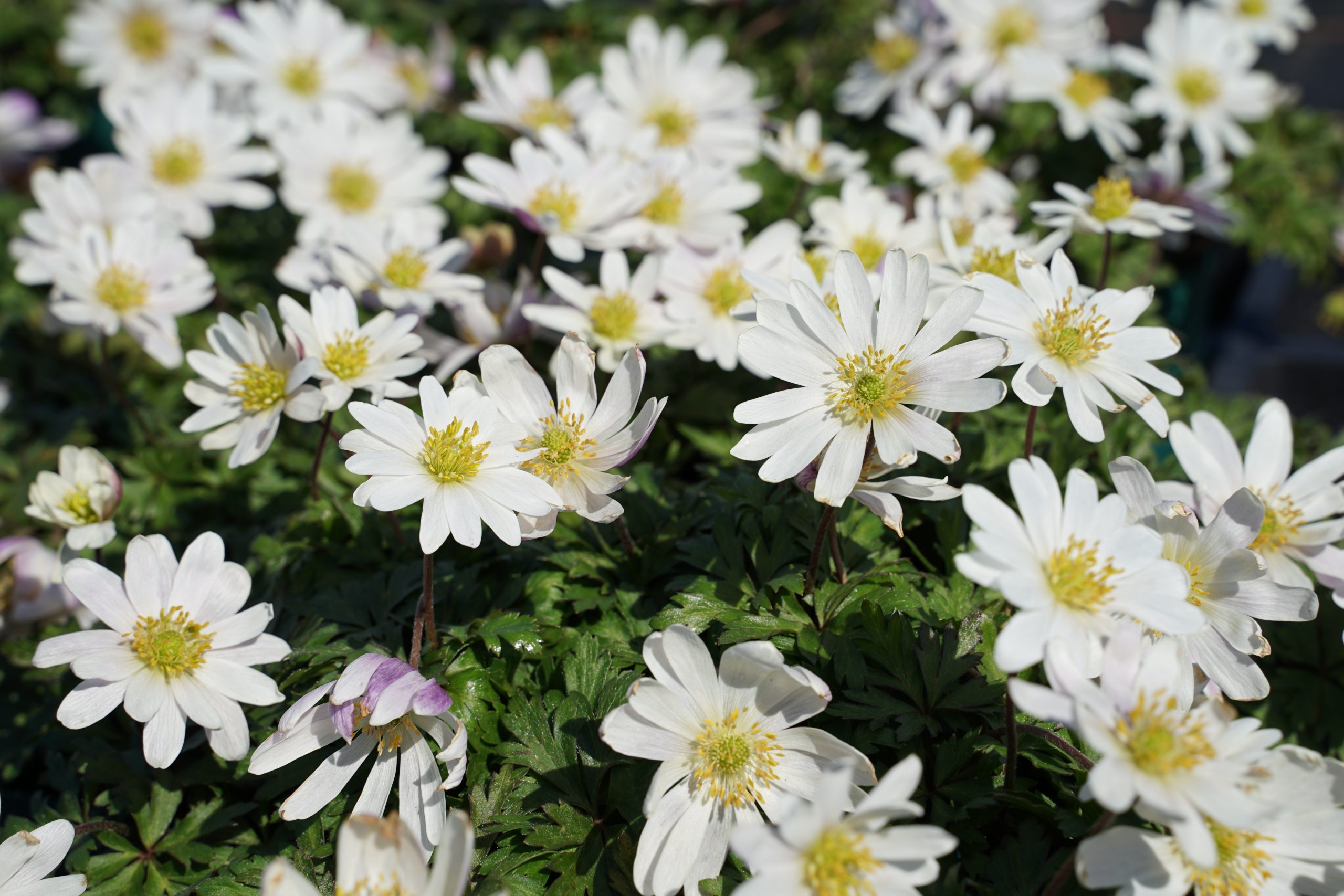 10872_anemone_blanda_white_splendour_SS_006.jpg