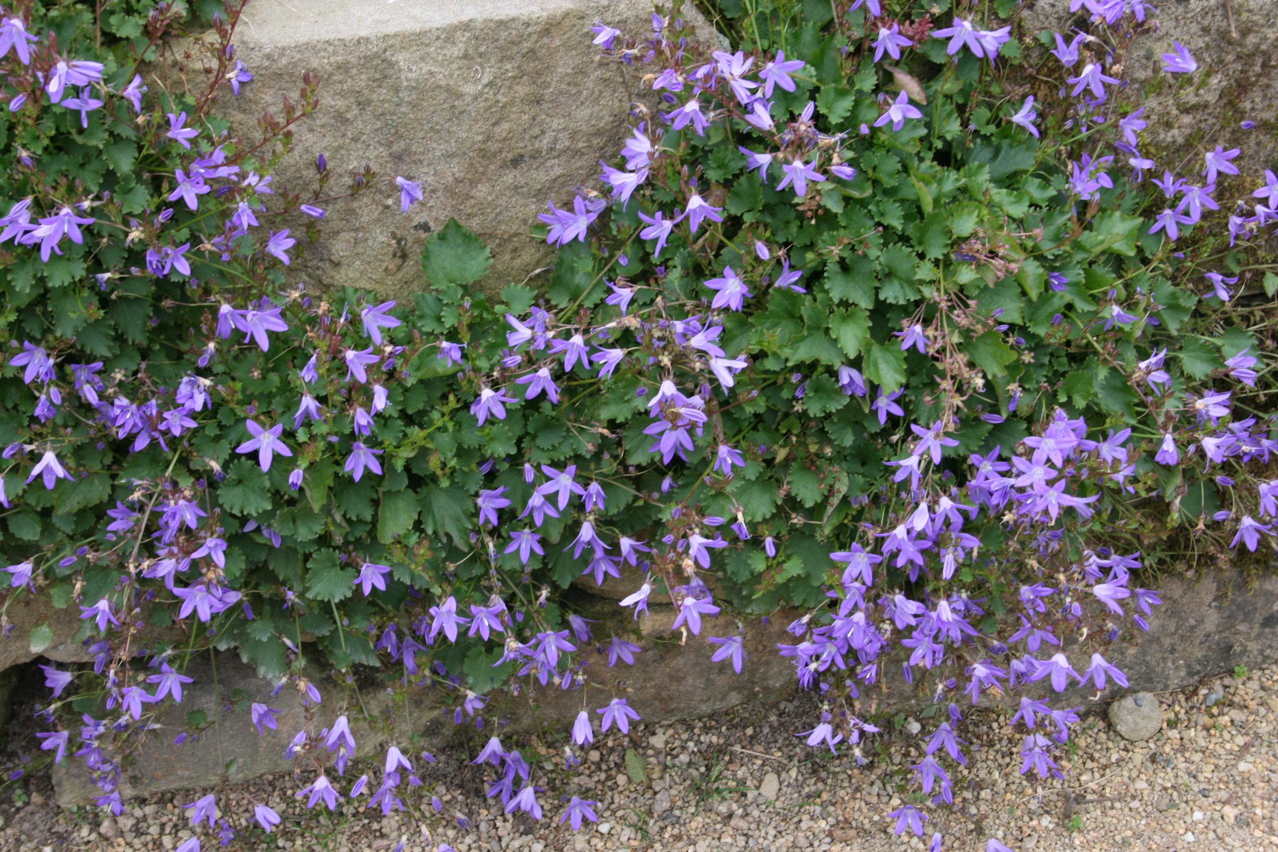 1087_campanula_poscharskyana_SS_002.jpeg