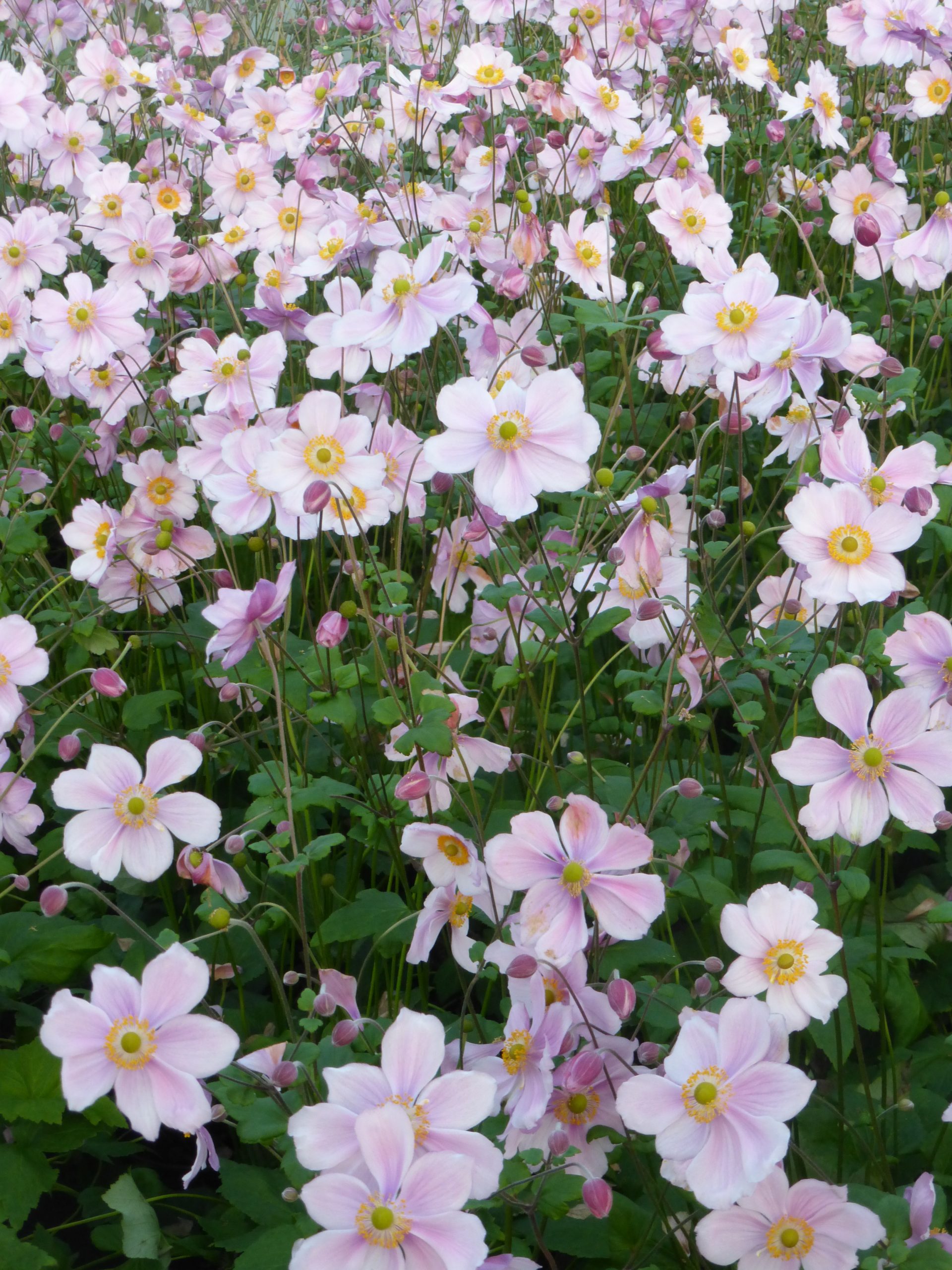 10881_anemone_japonica_konigin_charlotte_SS_004.jpg