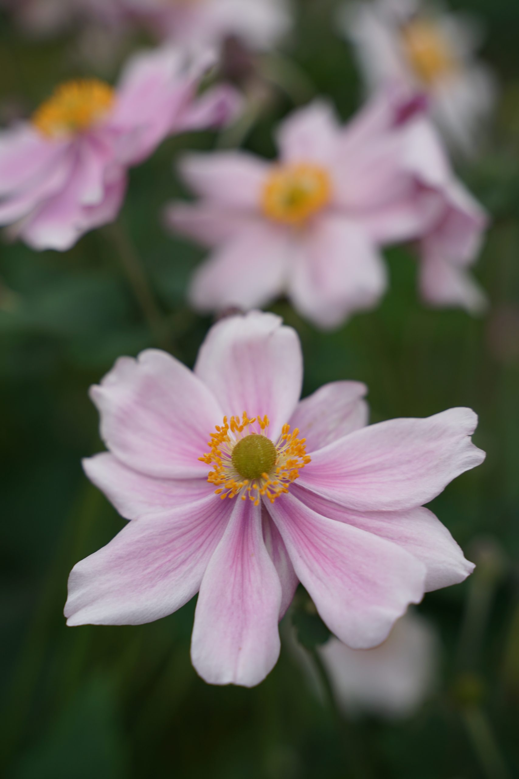 10882_anemone_japonica_konigin_charlotte_SS_005.jpg
