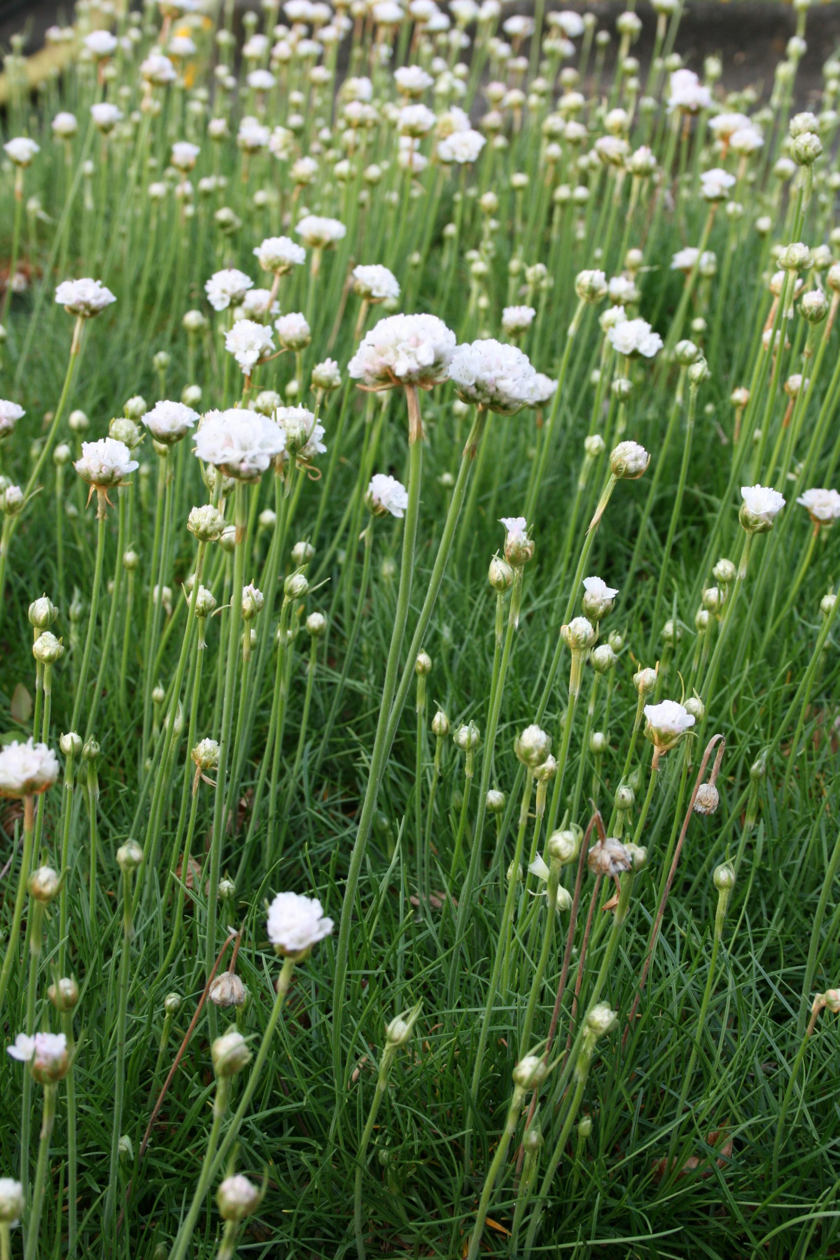 10919_armeria_maritima_alba_SS_003.jpg