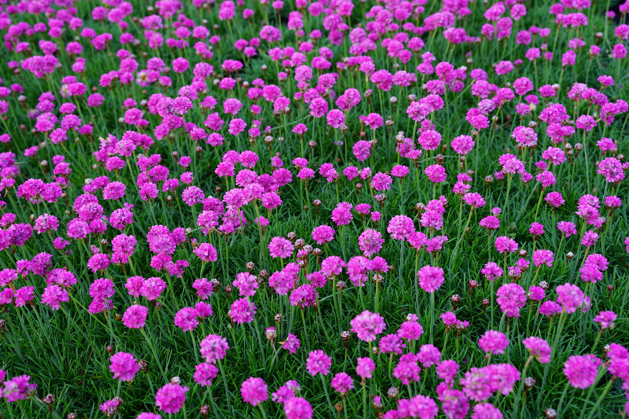 10920_armeria_maritima_dusseldorfer_stolz_SS_003.jpg
