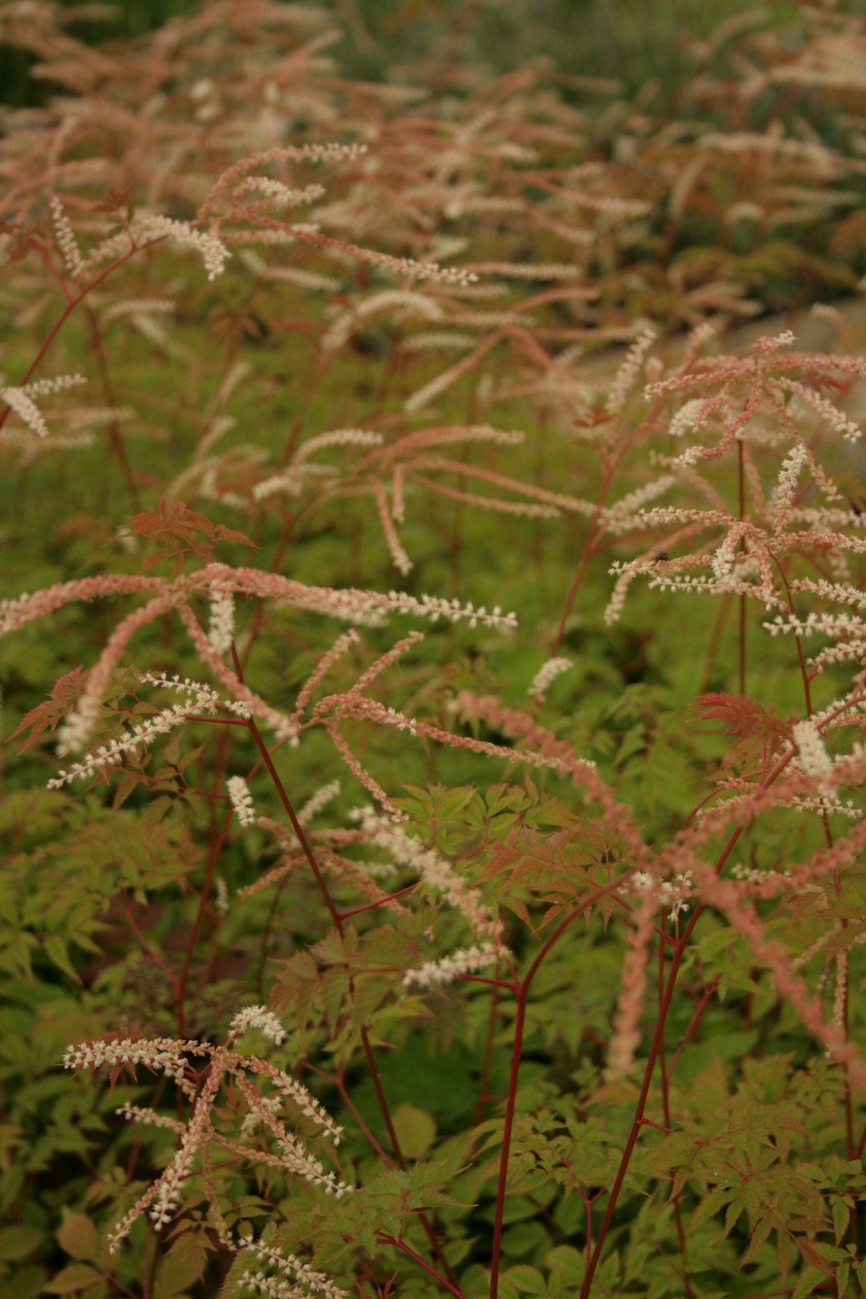 10932_aruncus_aethusifolius_horatio_SS_003.jpg