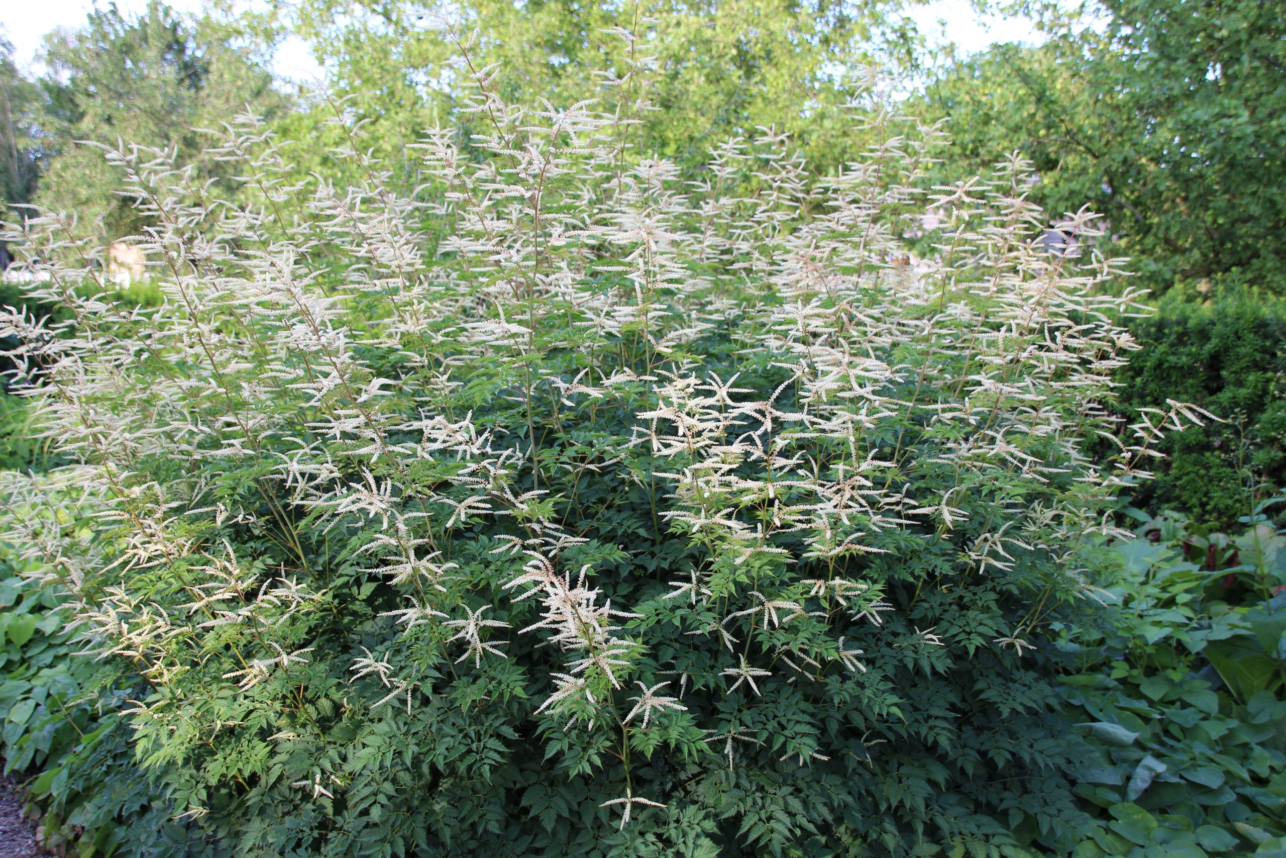 10935_aruncus_dioicus_SS_004.jpg