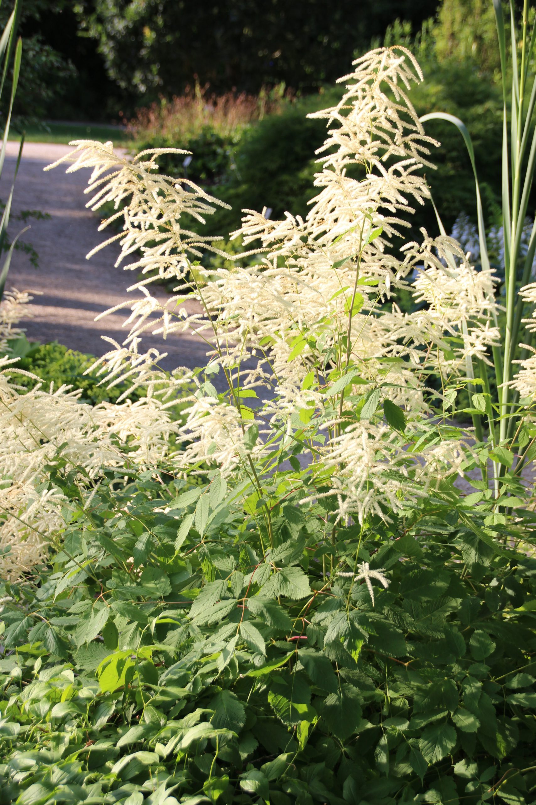 10936_aruncus_dioicus_SS_005.jpg