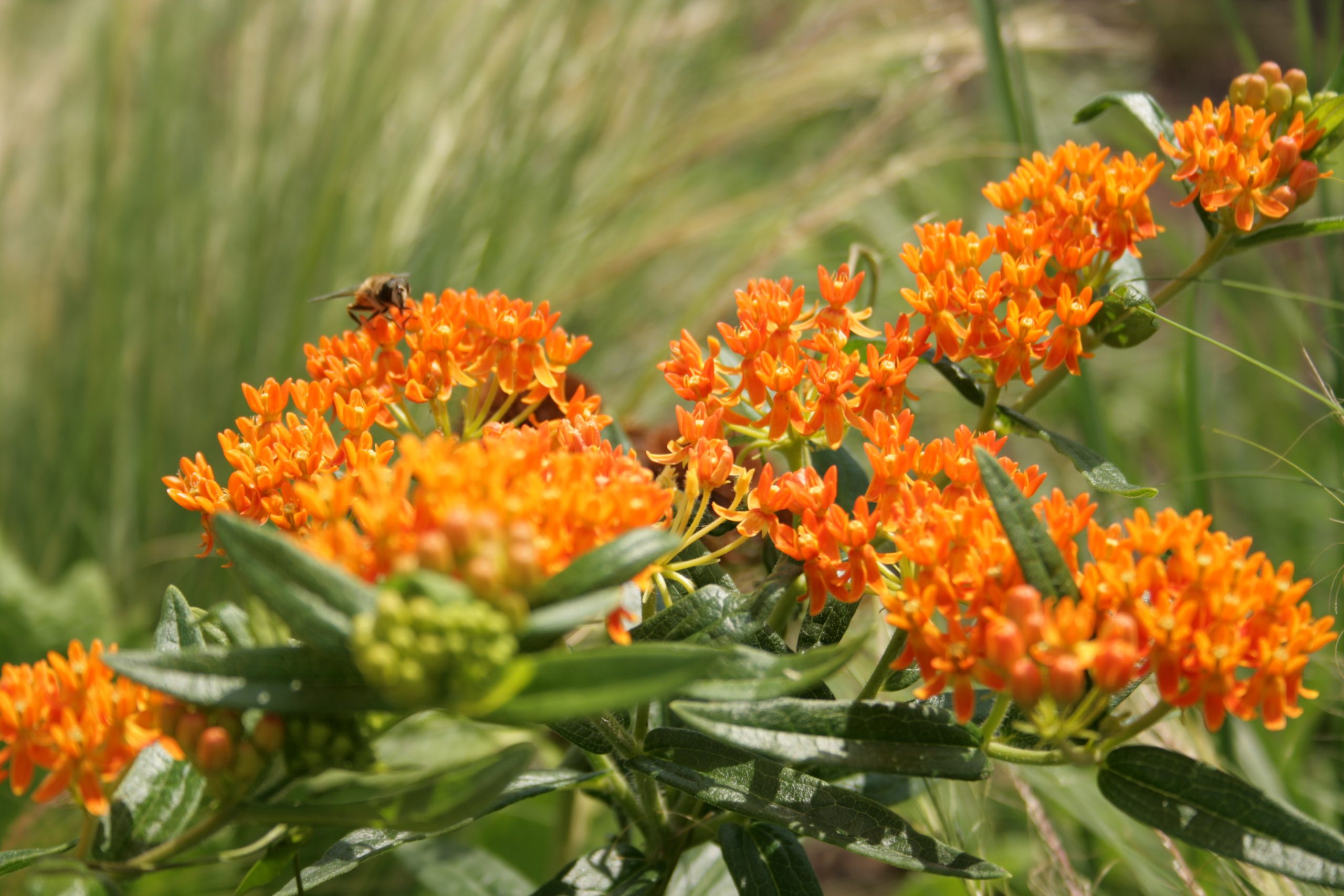 10939_asclepias_tuberosa_SS_006.jpg