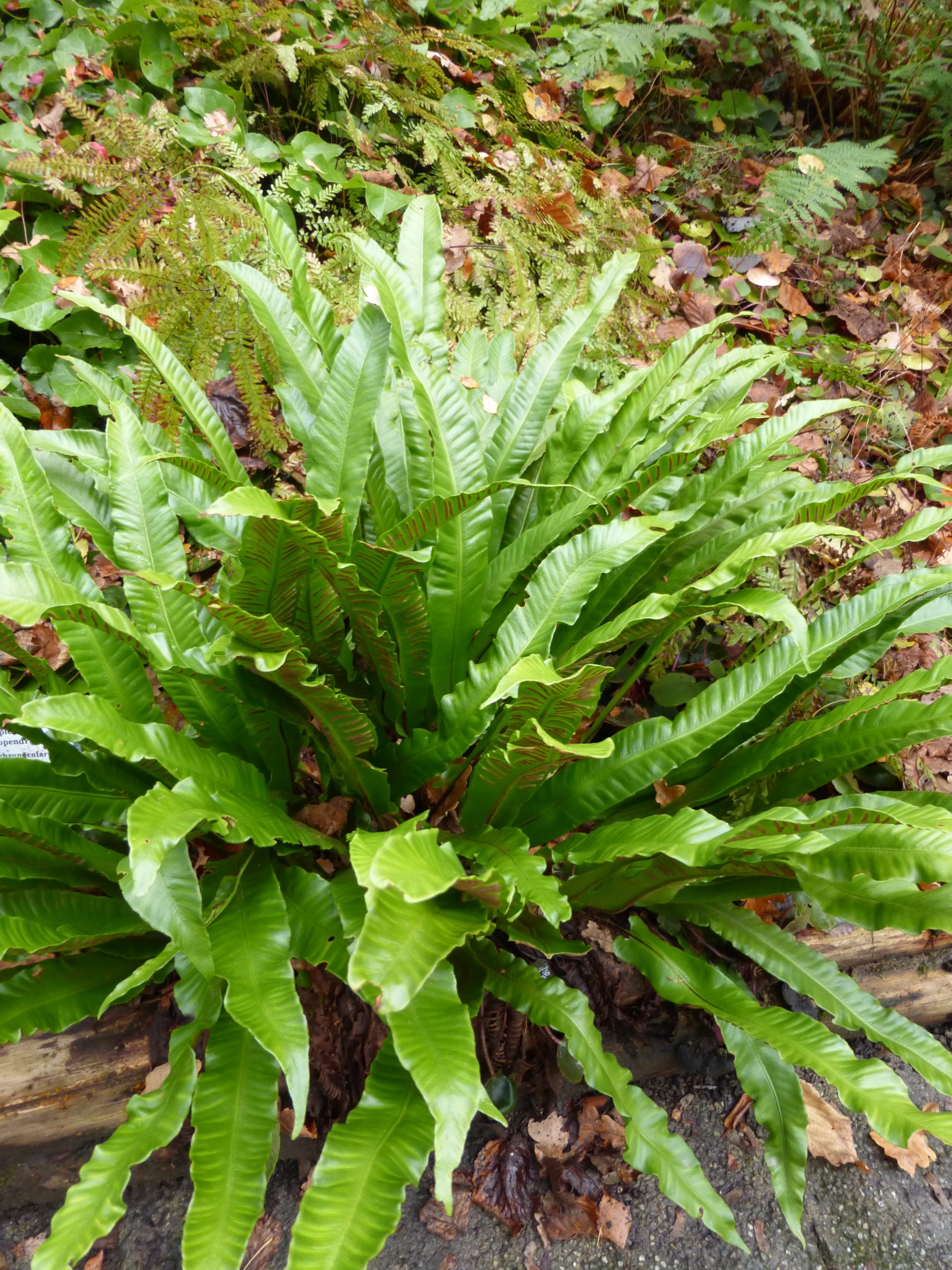 10940_asplenium_scolopendrium_SS_004.jpg