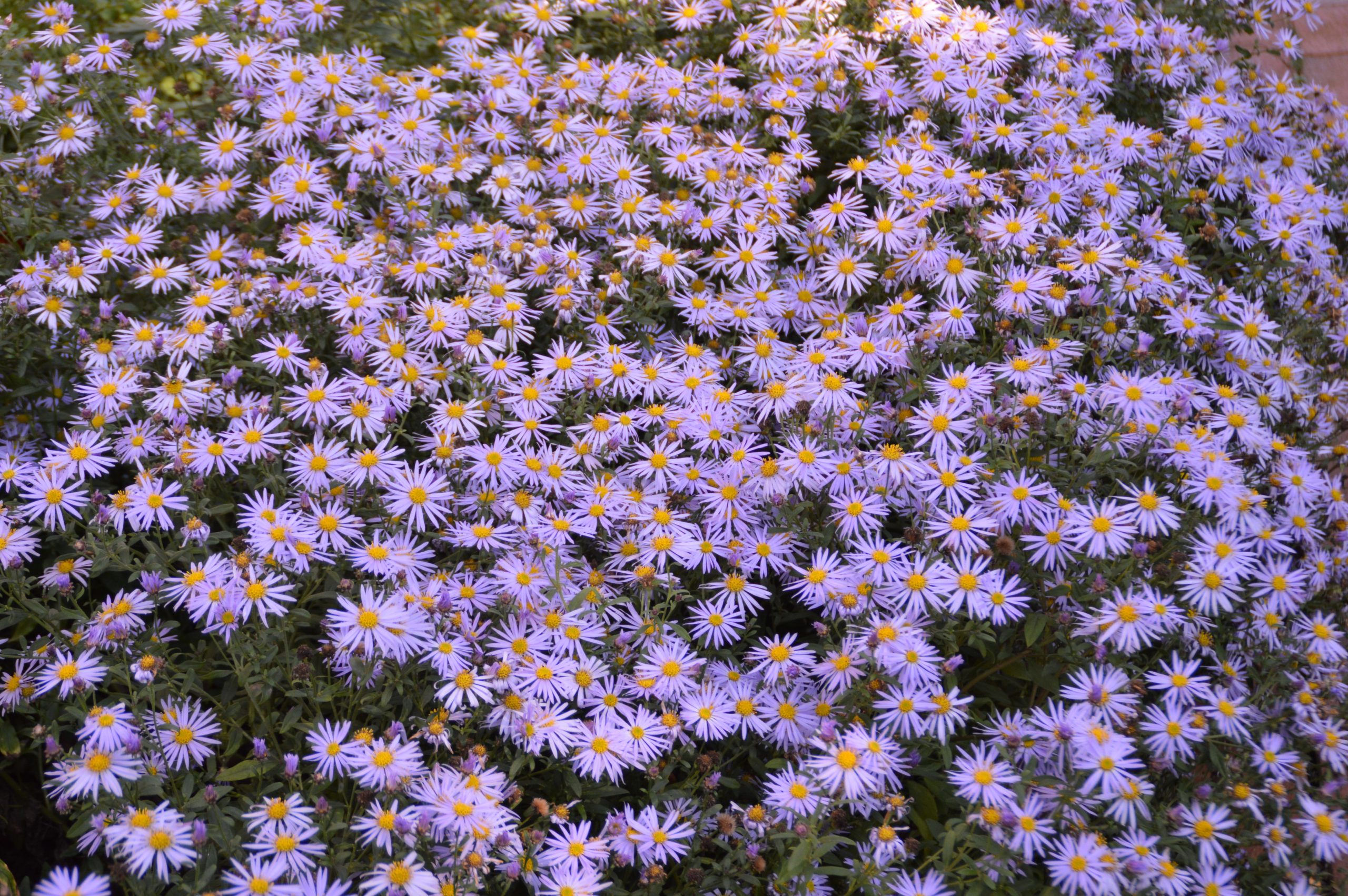 10942_aster_ageratoides_js_eleven_purple_SS_006.jpg