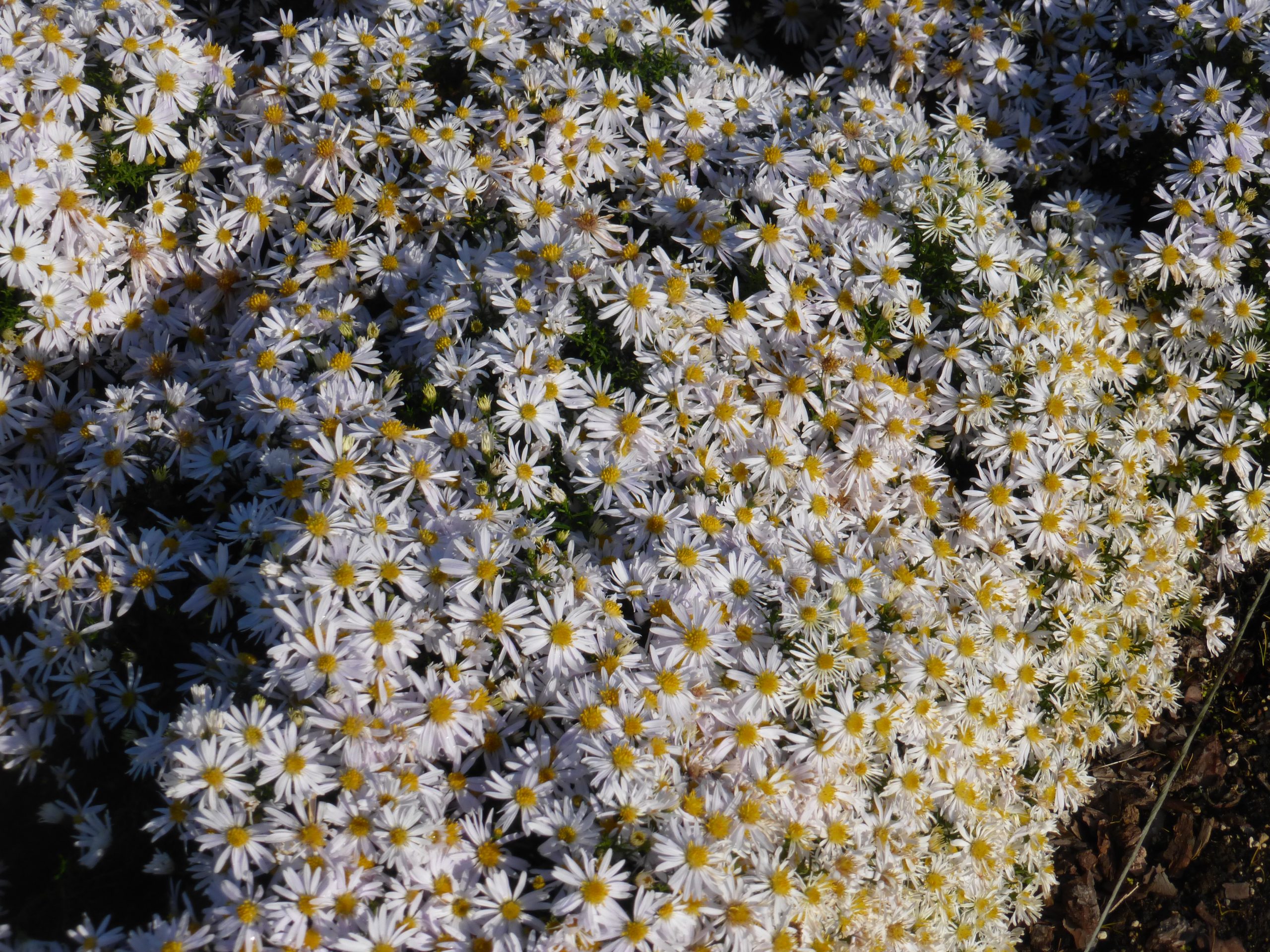 10950_aster_dumosus_apollo_SS_003.jpg