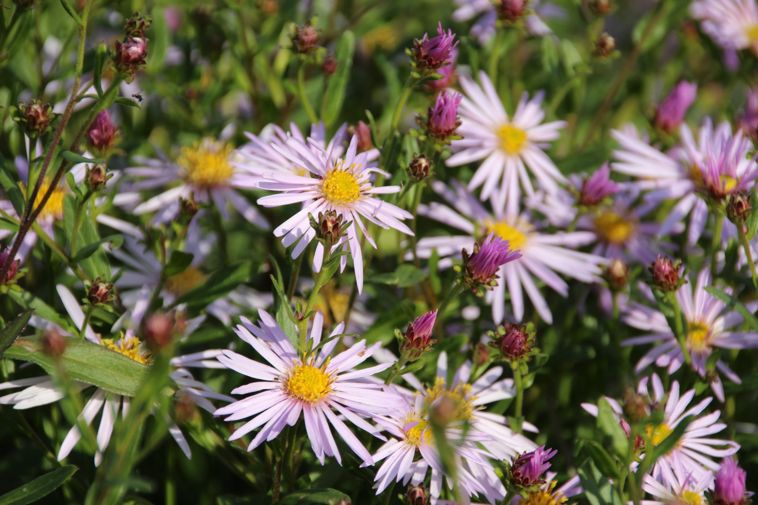 10967_aster_pyrenaeus_lutetia_SS_005.jpg