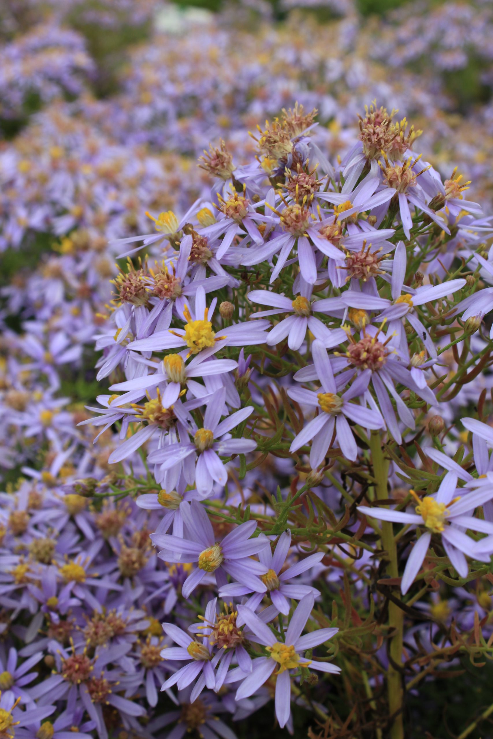 10968_aster_sedifolius_nanus_SS_004.jpg