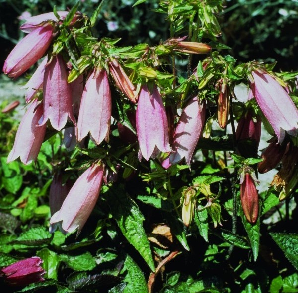 1097_campanula_punctata_rubriflora_XS_001.jpeg