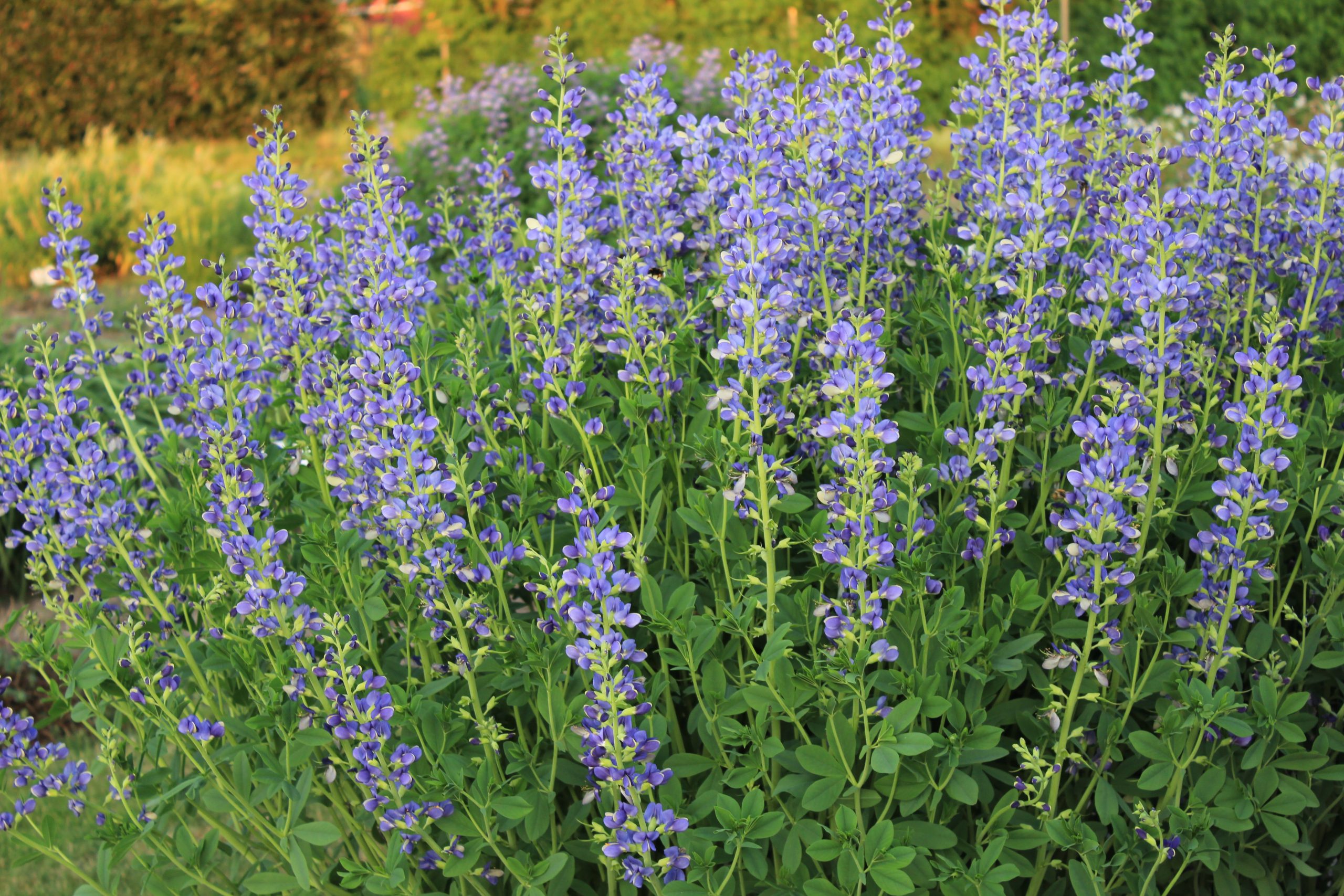 10987_baptisia_australis_SS_004.jpg