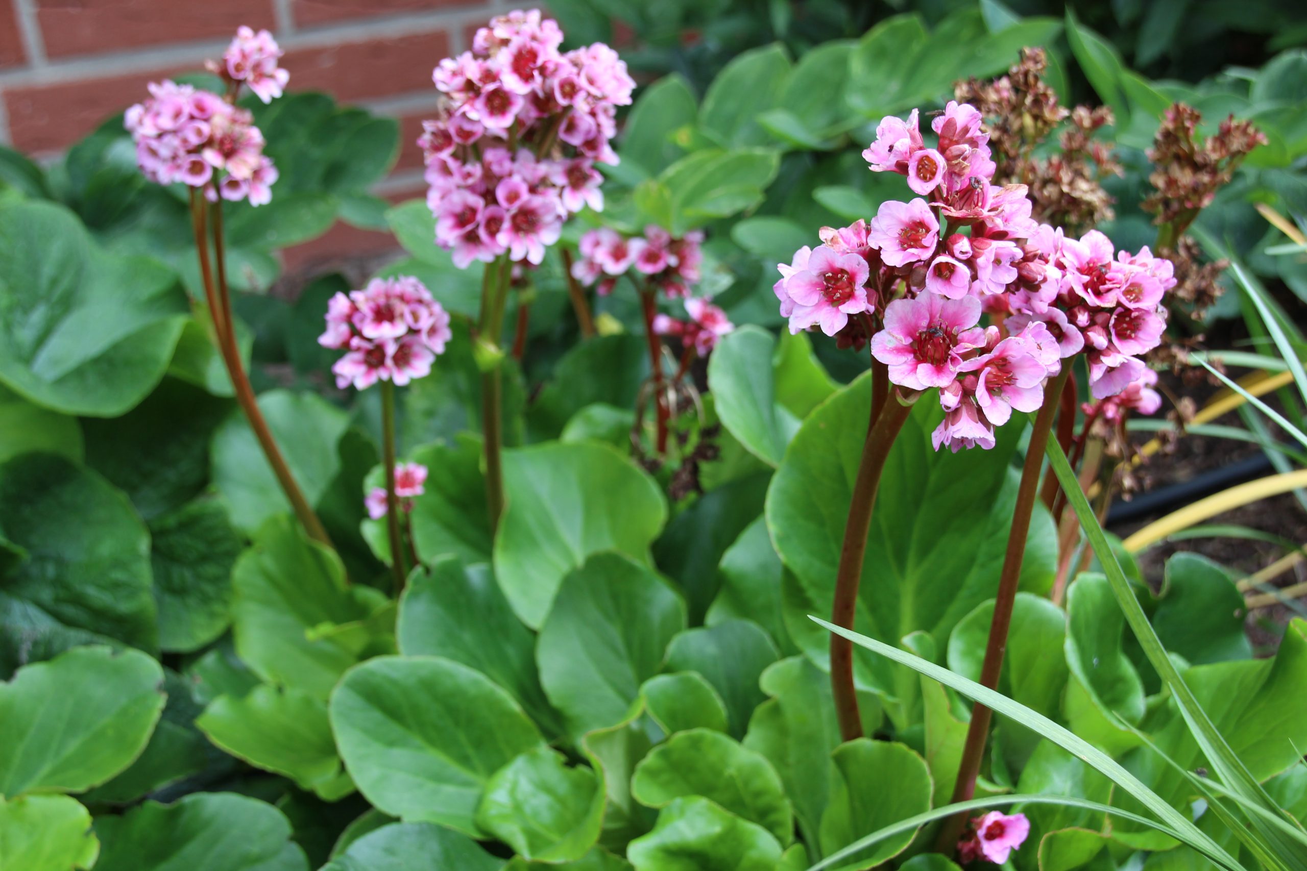 10995_bergenia_cordifolia_herbstblute_SS_004.jpg