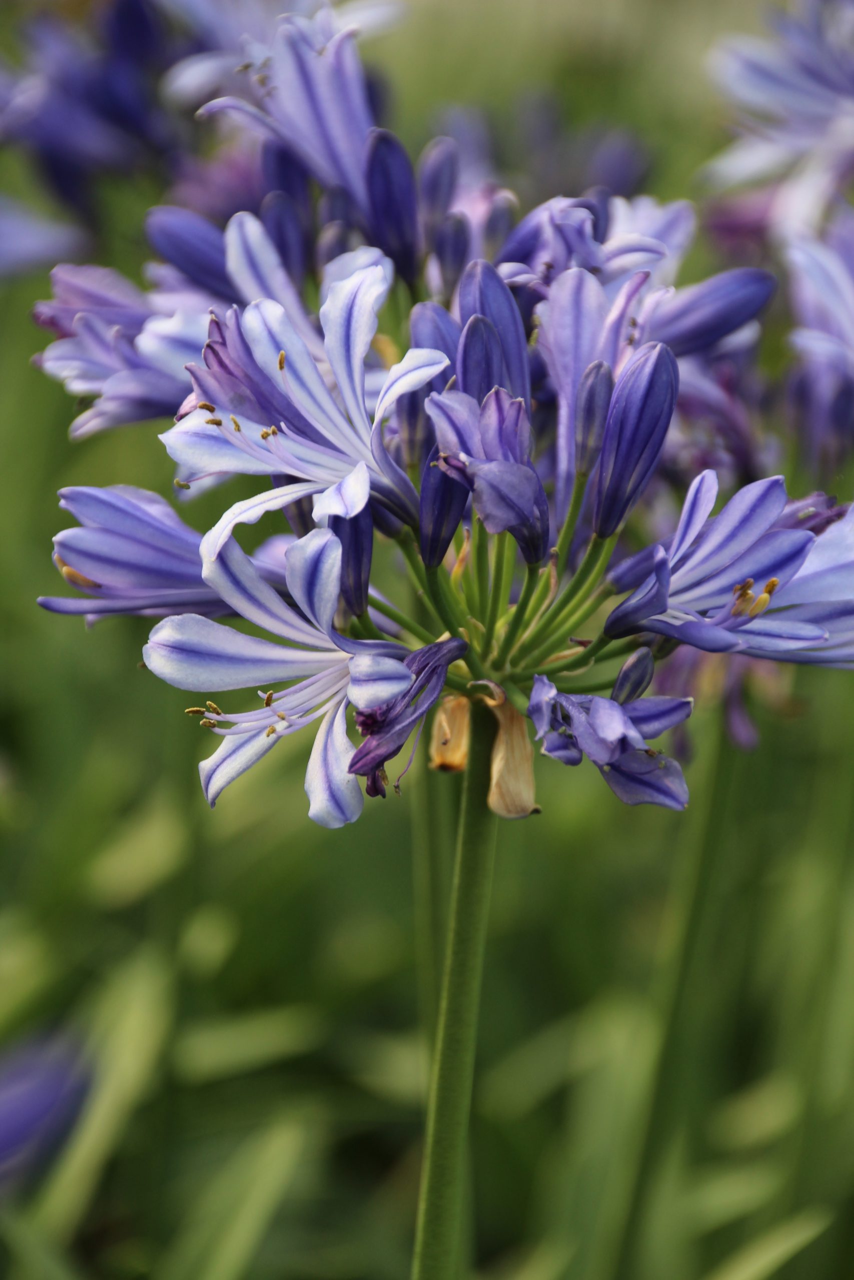109_agapanthus_africanus_charlotte_SS_001.jpeg