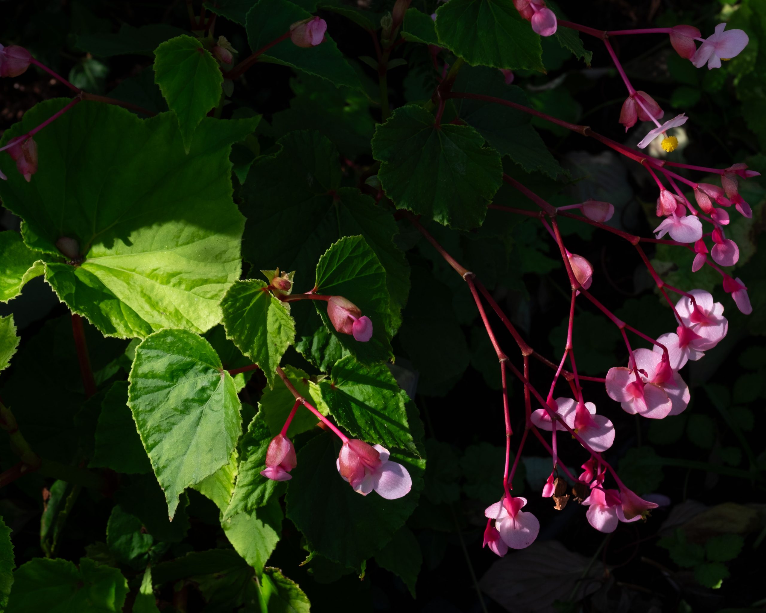 11024_begonia_grandis_herons_pirouette_XS_002.jpg