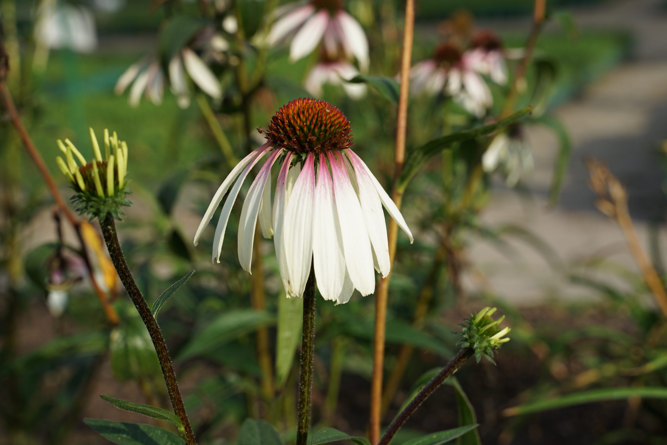 11031_echinacea_purpurea_js_pretty_parasols_SS_006.jpg