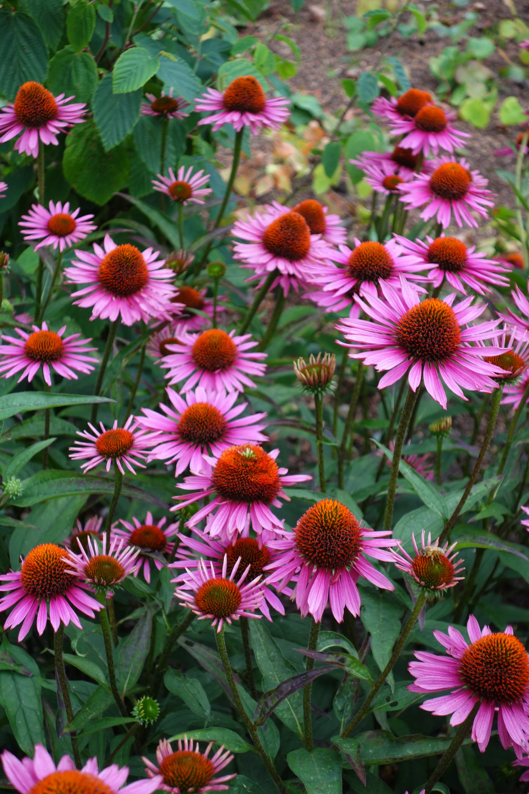 11032_echinacea_purpurea_js_roho_SS_006.jpg