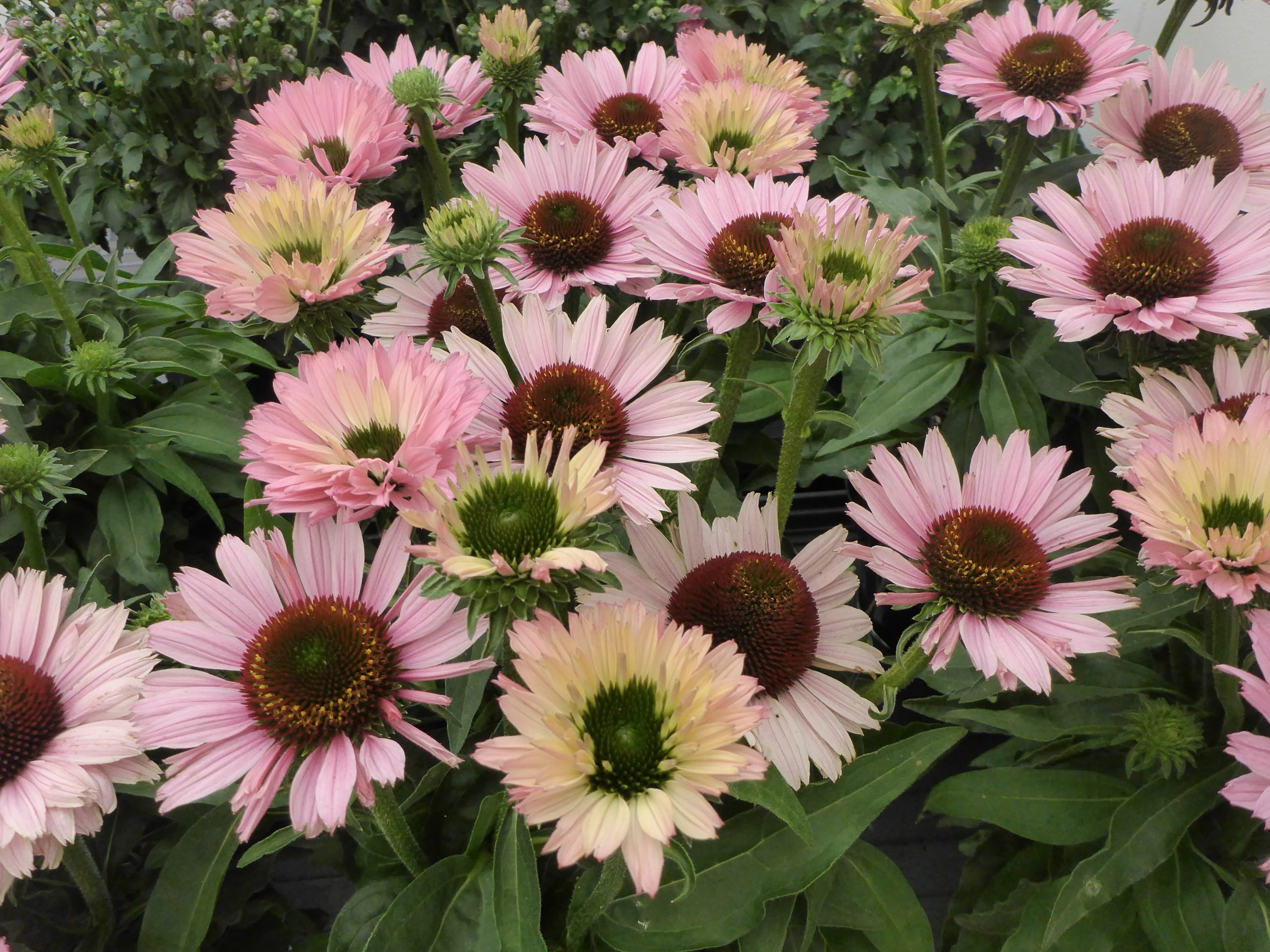 11039_echinacea_purpurea_sunseekers_salmon_SS_007.jpg