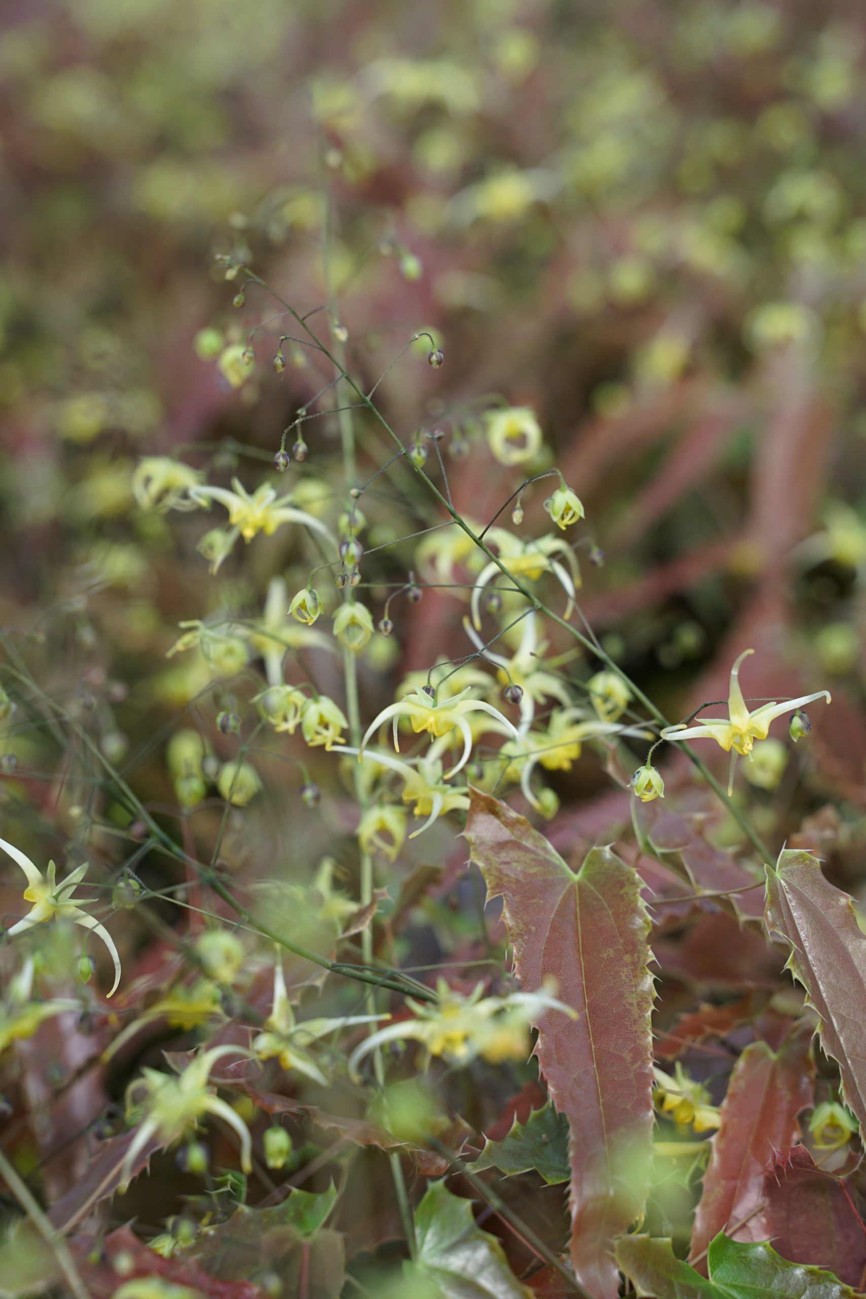 11059_epimedium_cultorum_spine_tingler_SS_006.jpg