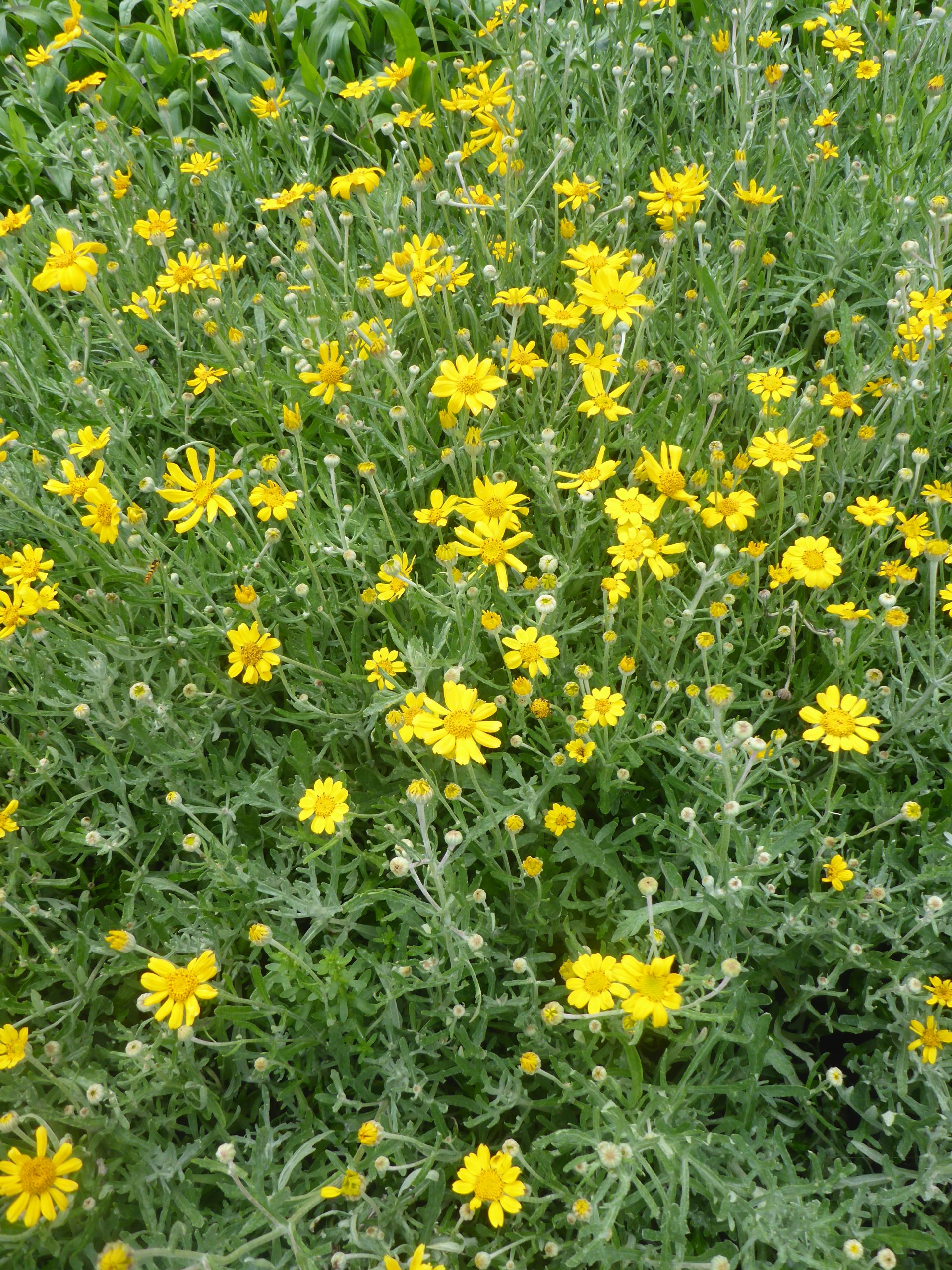 11078_eriophyllum_lanatum_SS_002.jpg