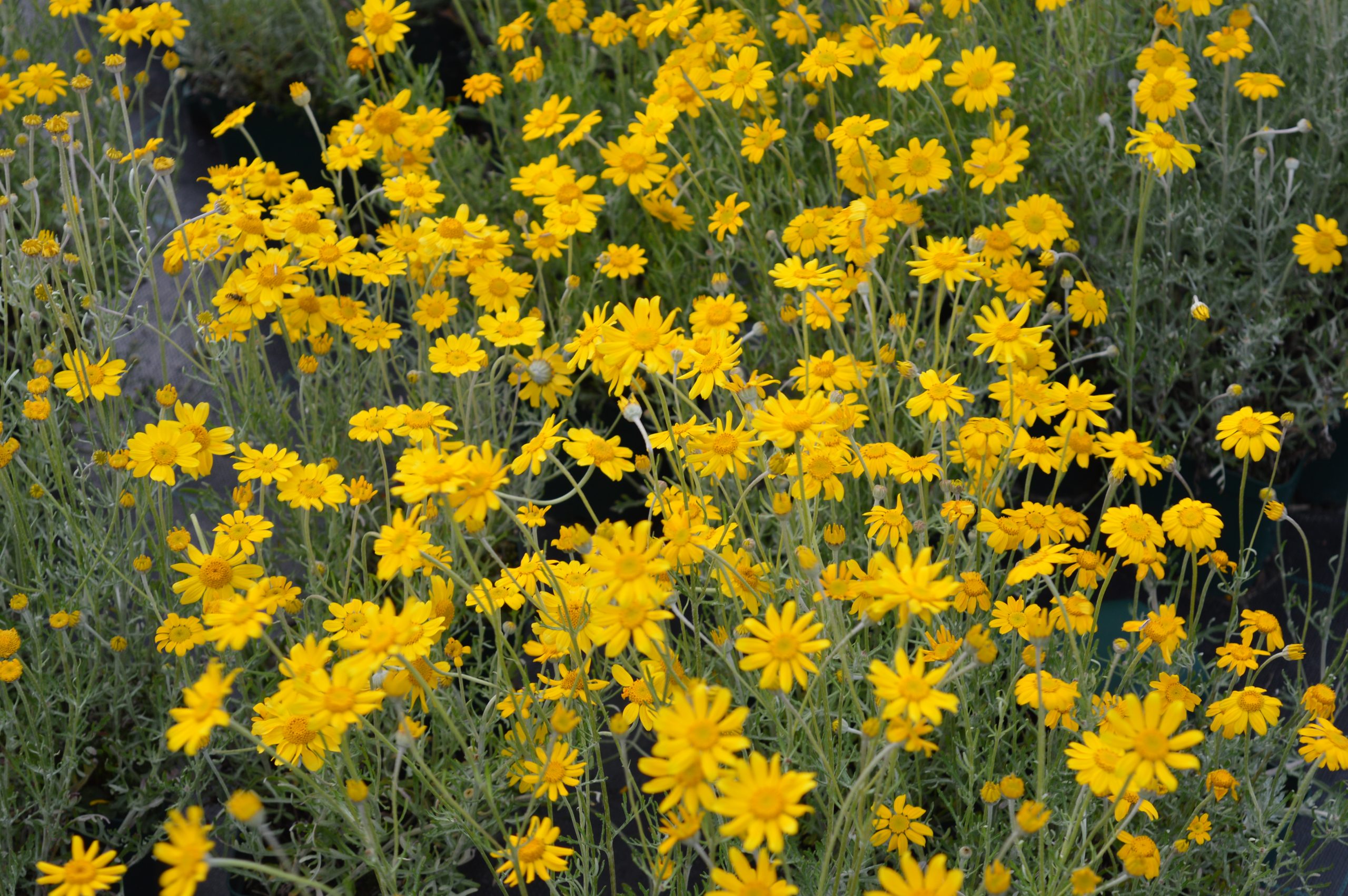 11079_eriophyllum_lanatum_SS_003.jpg