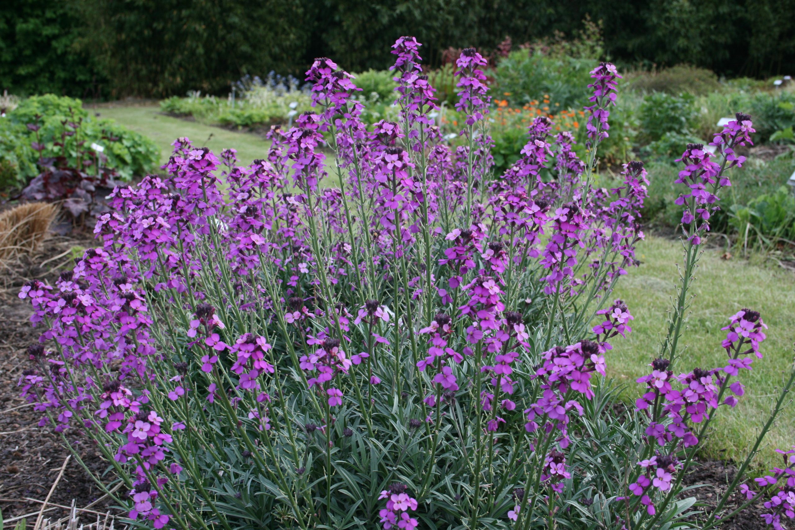 11084_erysimum_cheiri_bowles_mauve_SS_002.jpg