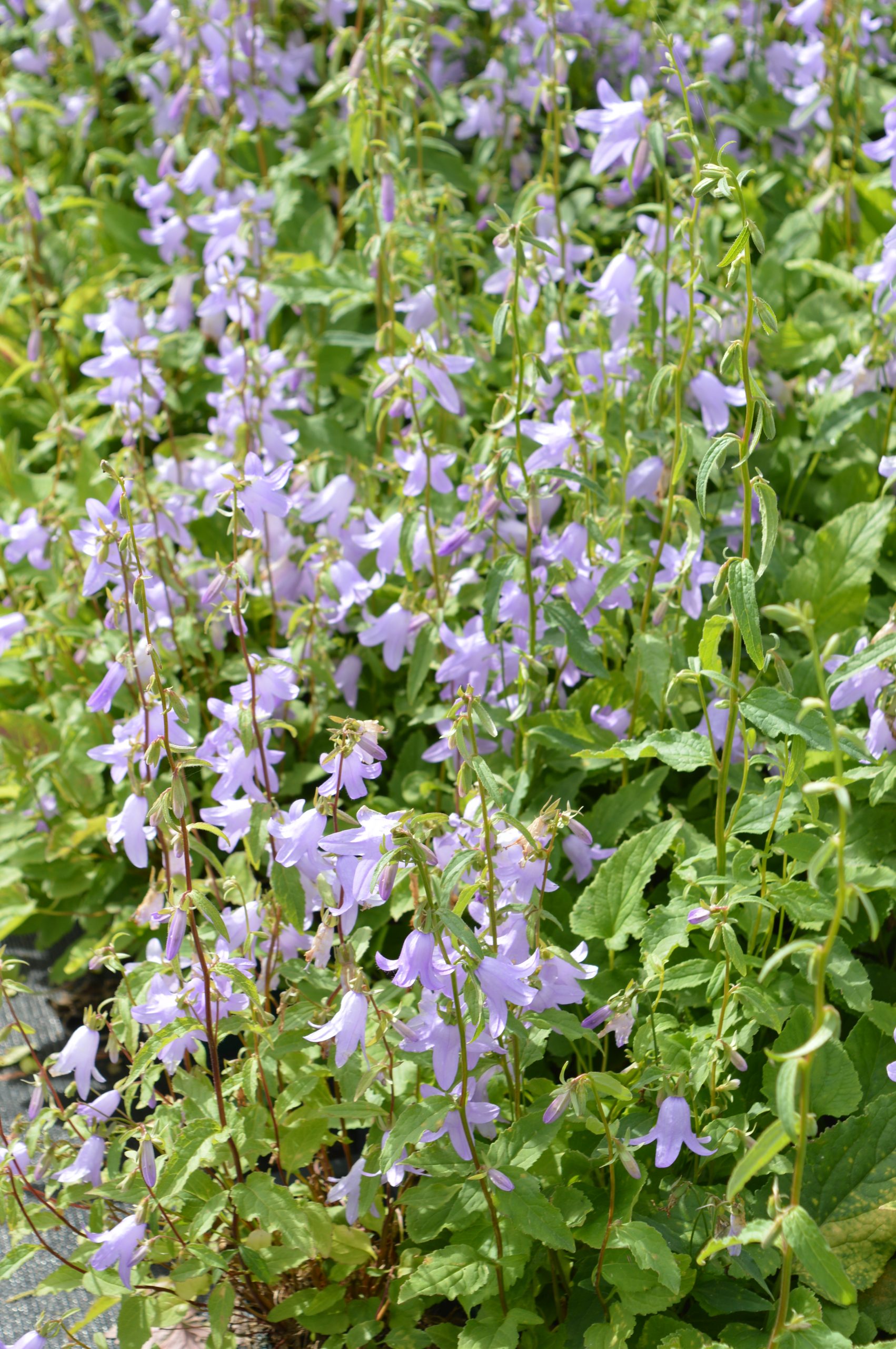 1108_campanula_sarmatica_hemelstraling_SS_002.jpeg