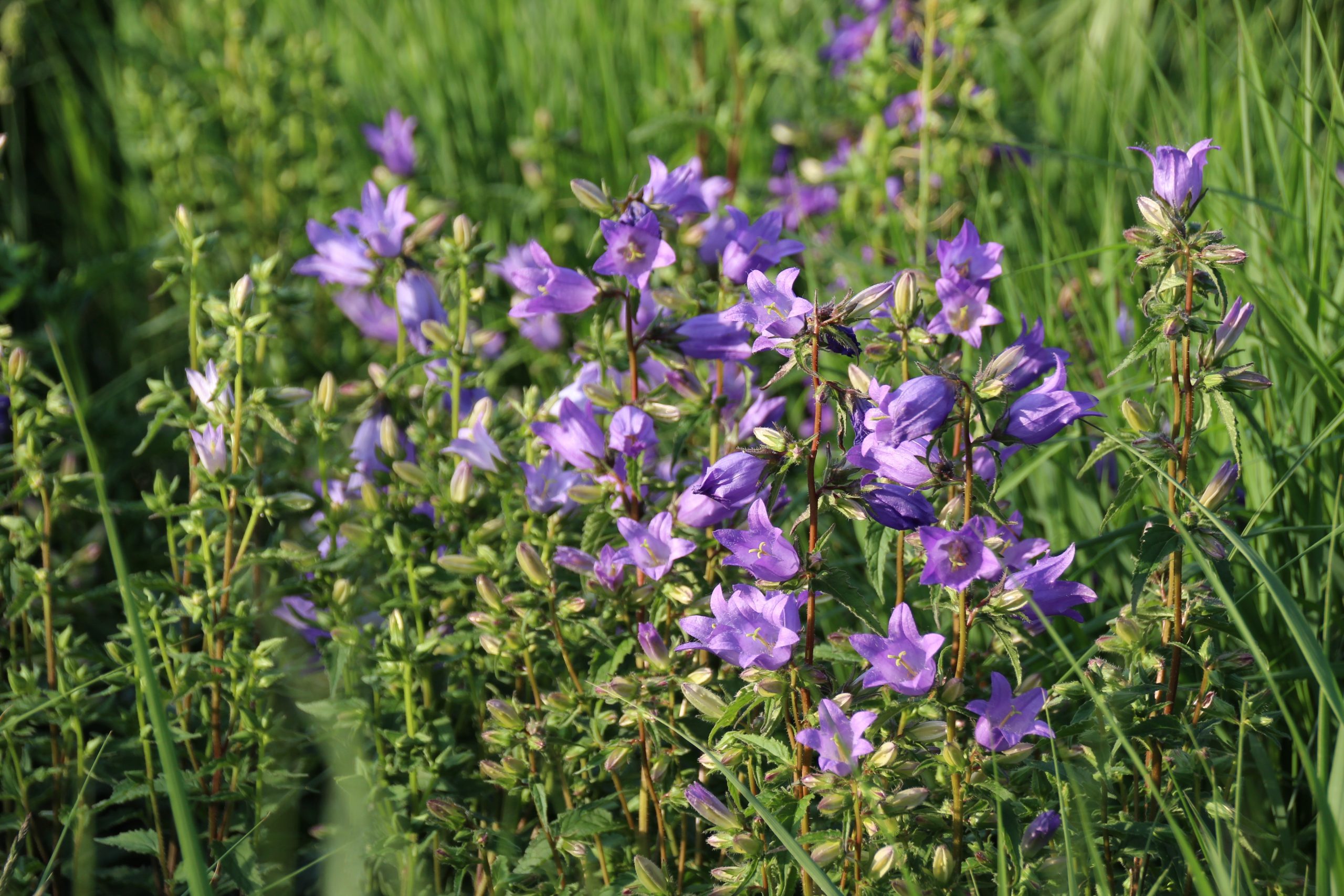 1109_campanula_trachelium_SS_001.jpeg