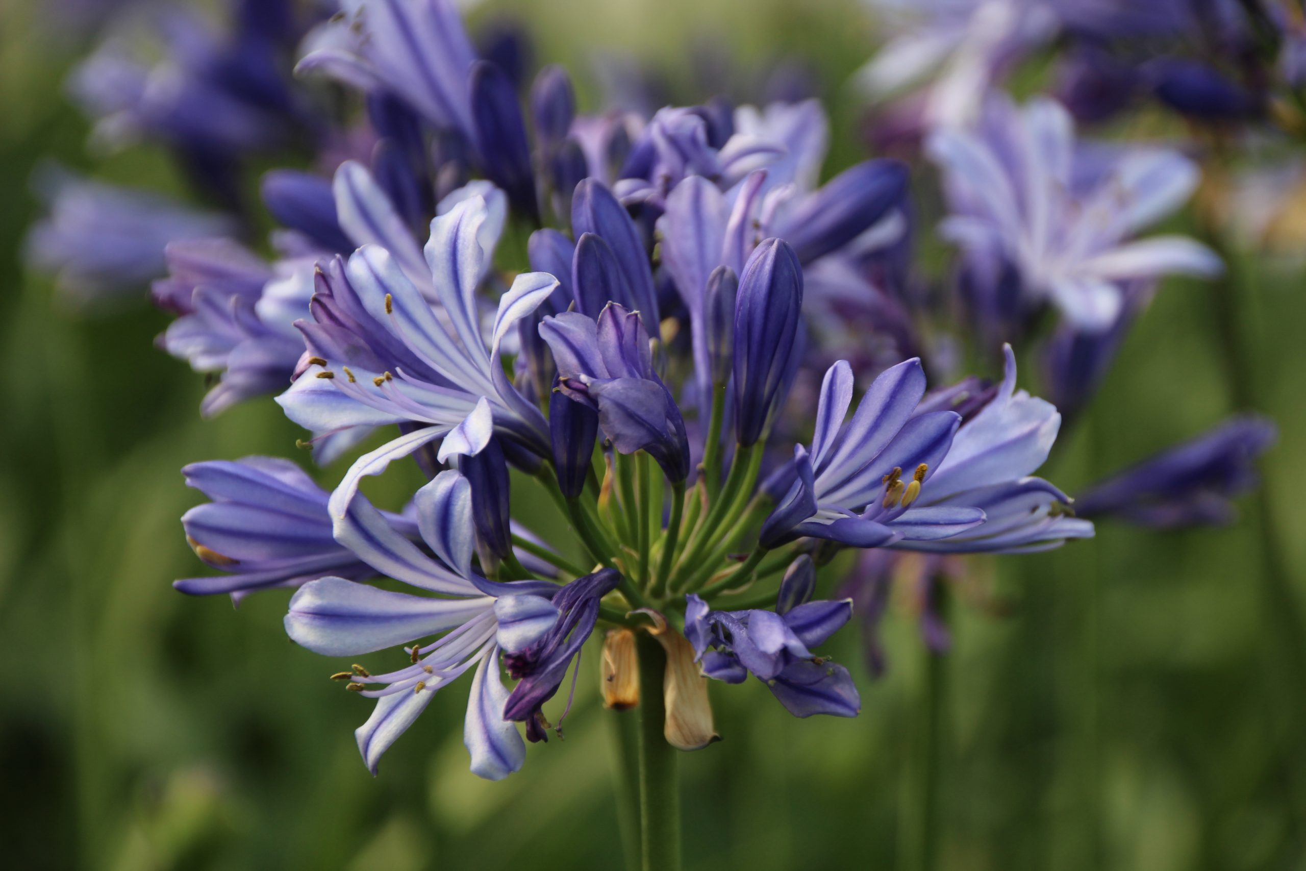 110_agapanthus_africanus_charlotte_SS_002.jpeg